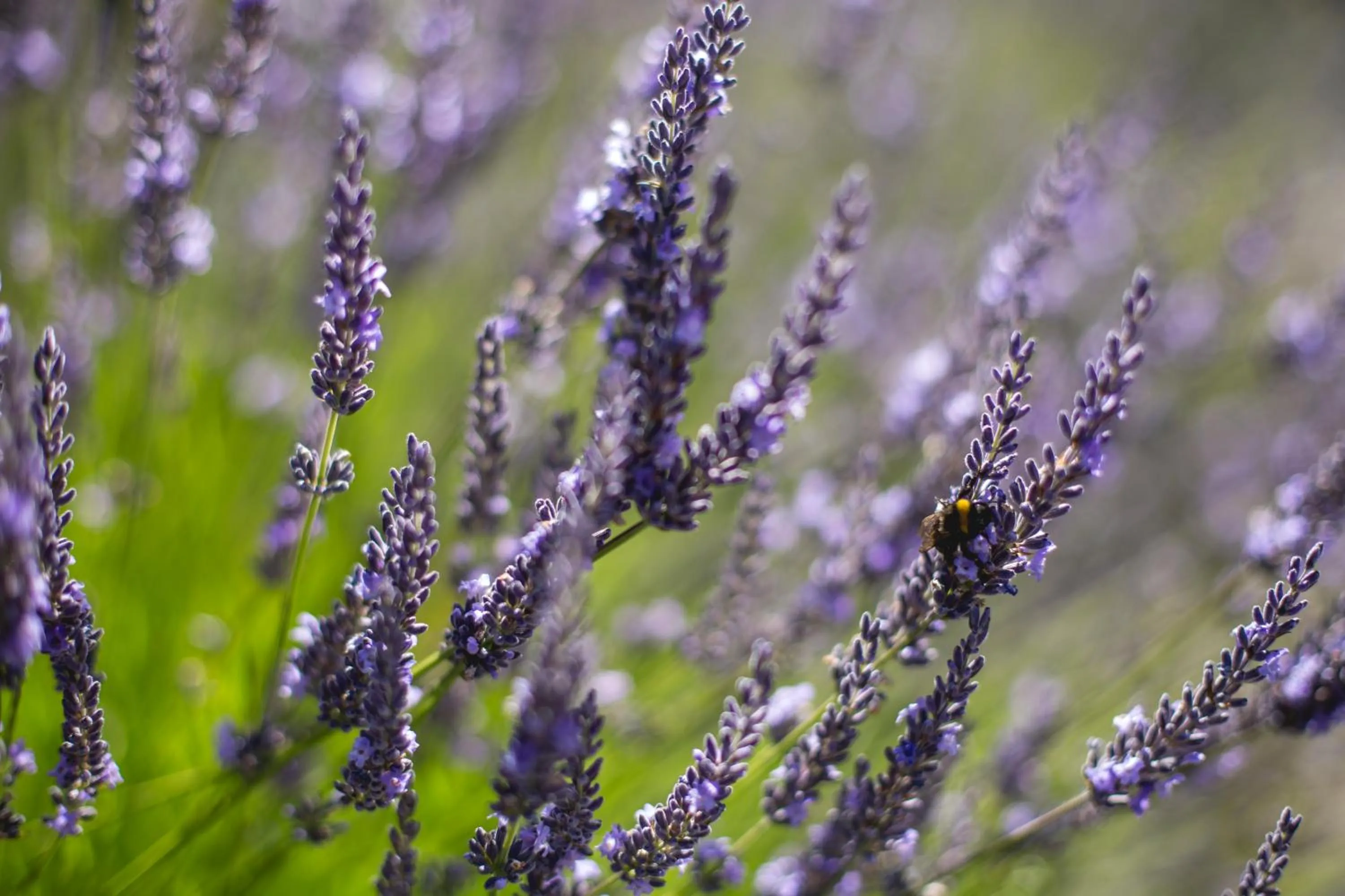Natural landscape in Stoneridge Estate
