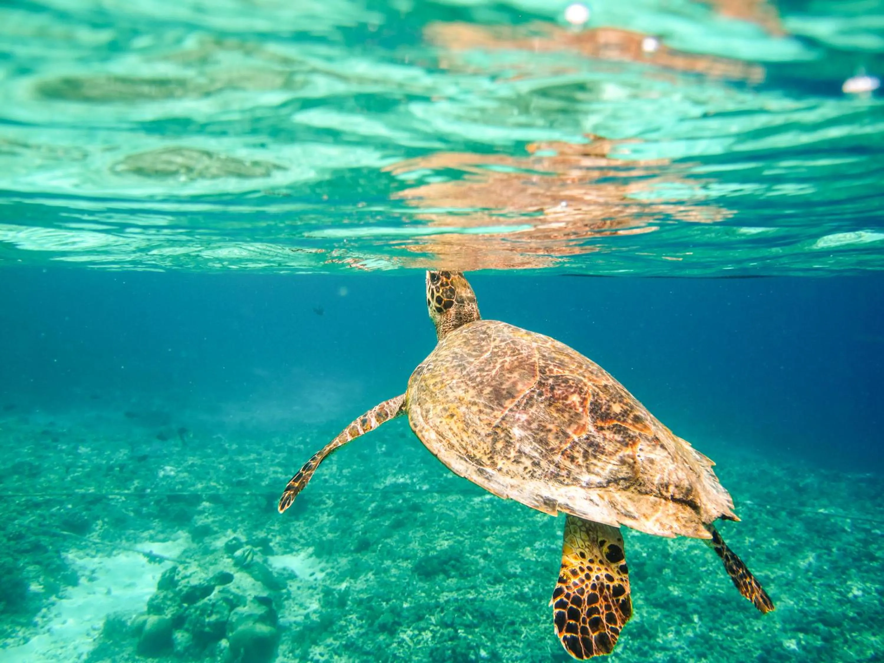 Snorkeling in Mandalika Cottage