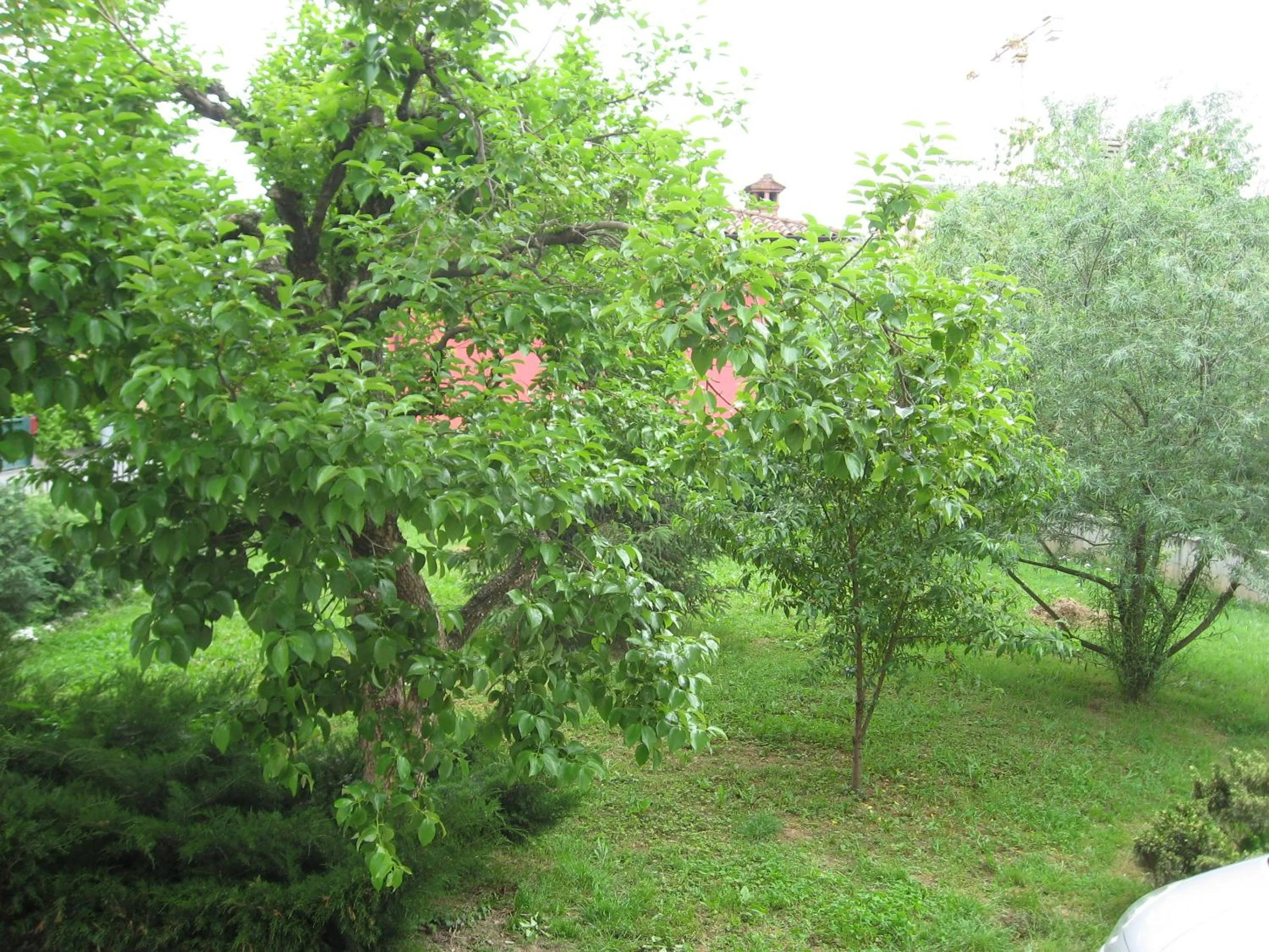 Garden view in Casa Bruno B&B