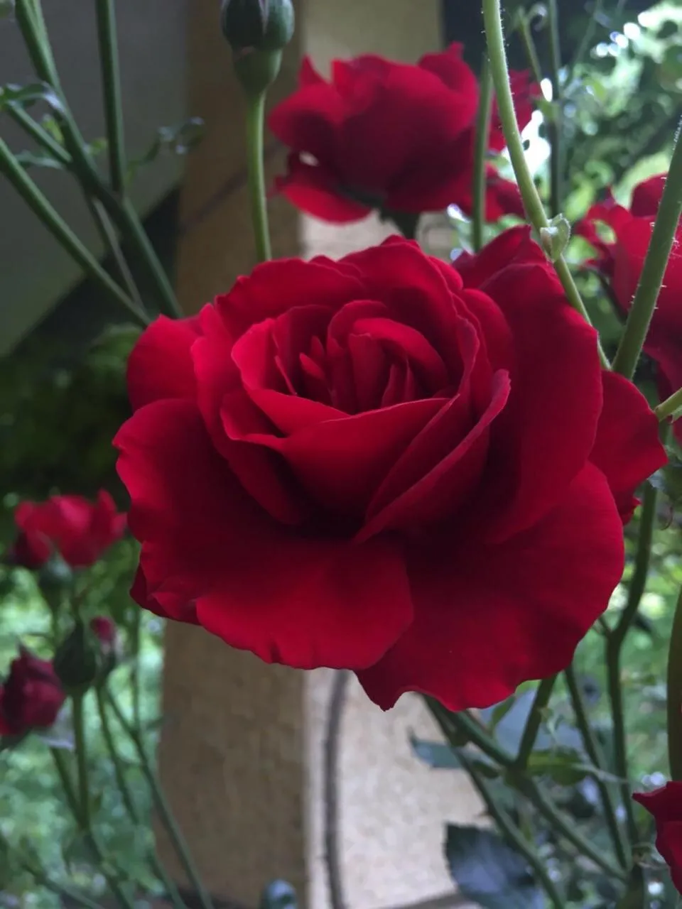 Garden in Apartments Don