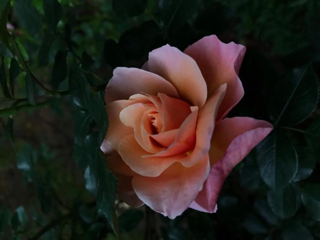 Garden in Apartments Don
