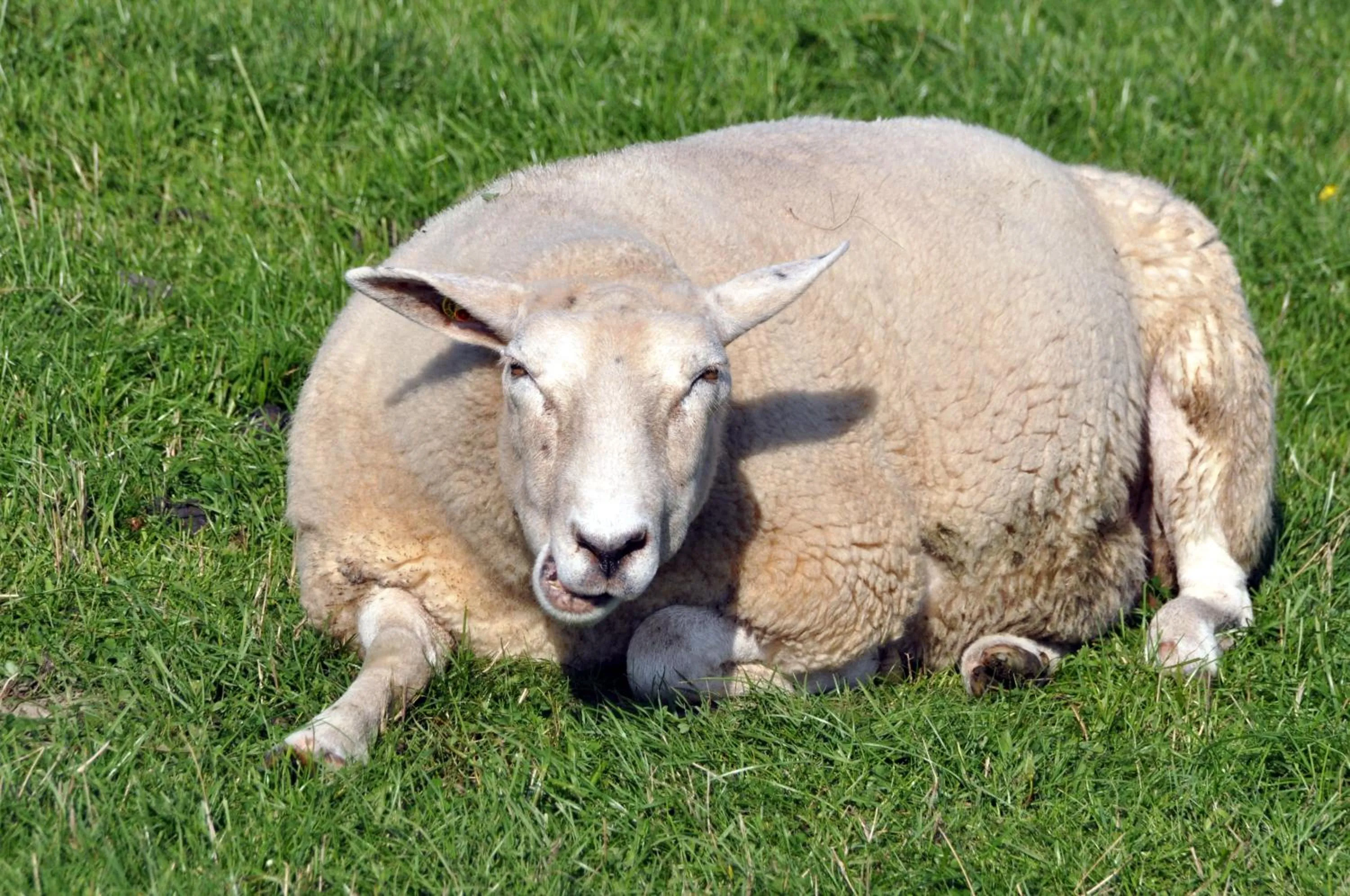 Animals in Strand Hotel Nordsee, Hotel Deichläufer