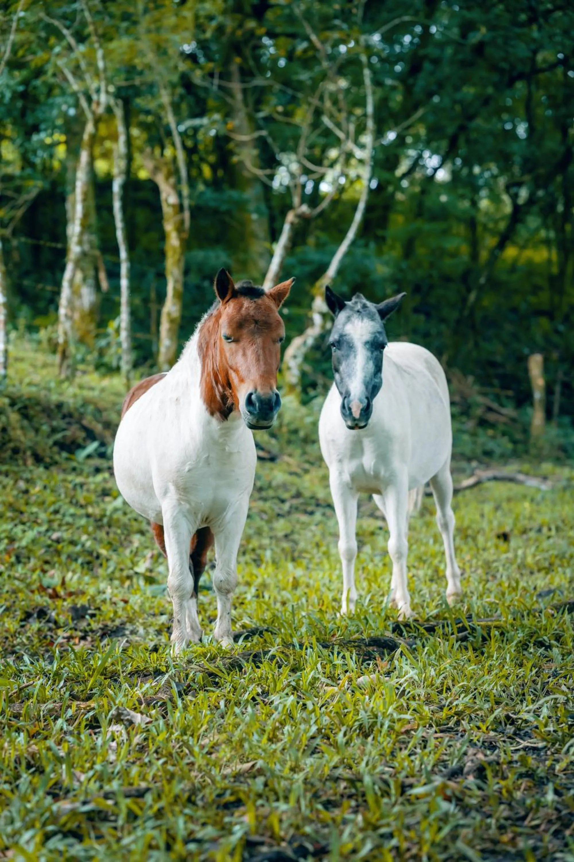 Animals in Lake Arenal Hotel, Brewery & Farm