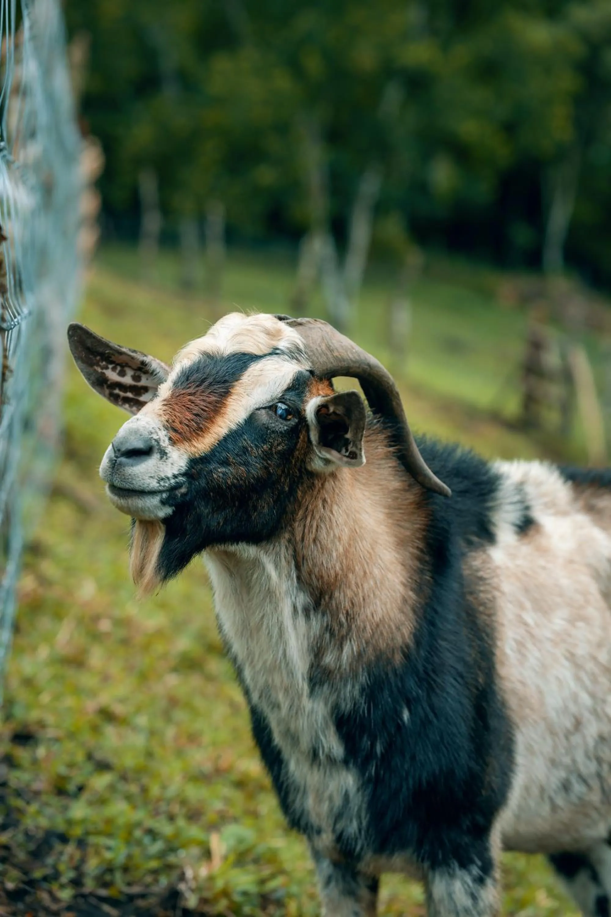 Animals in Lake Arenal Hotel, Brewery & Farm