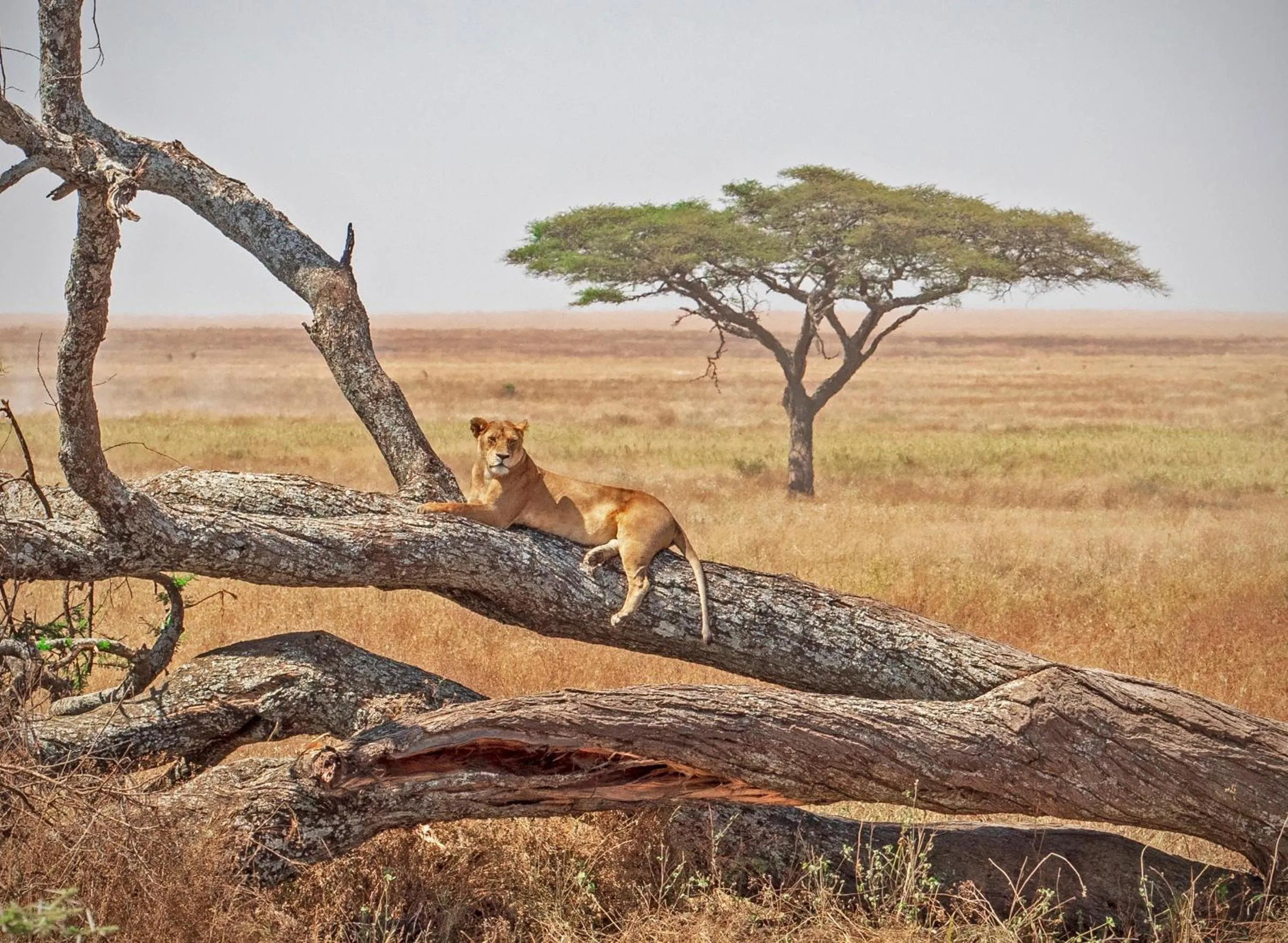 Day in Kananga Special Tented Camp