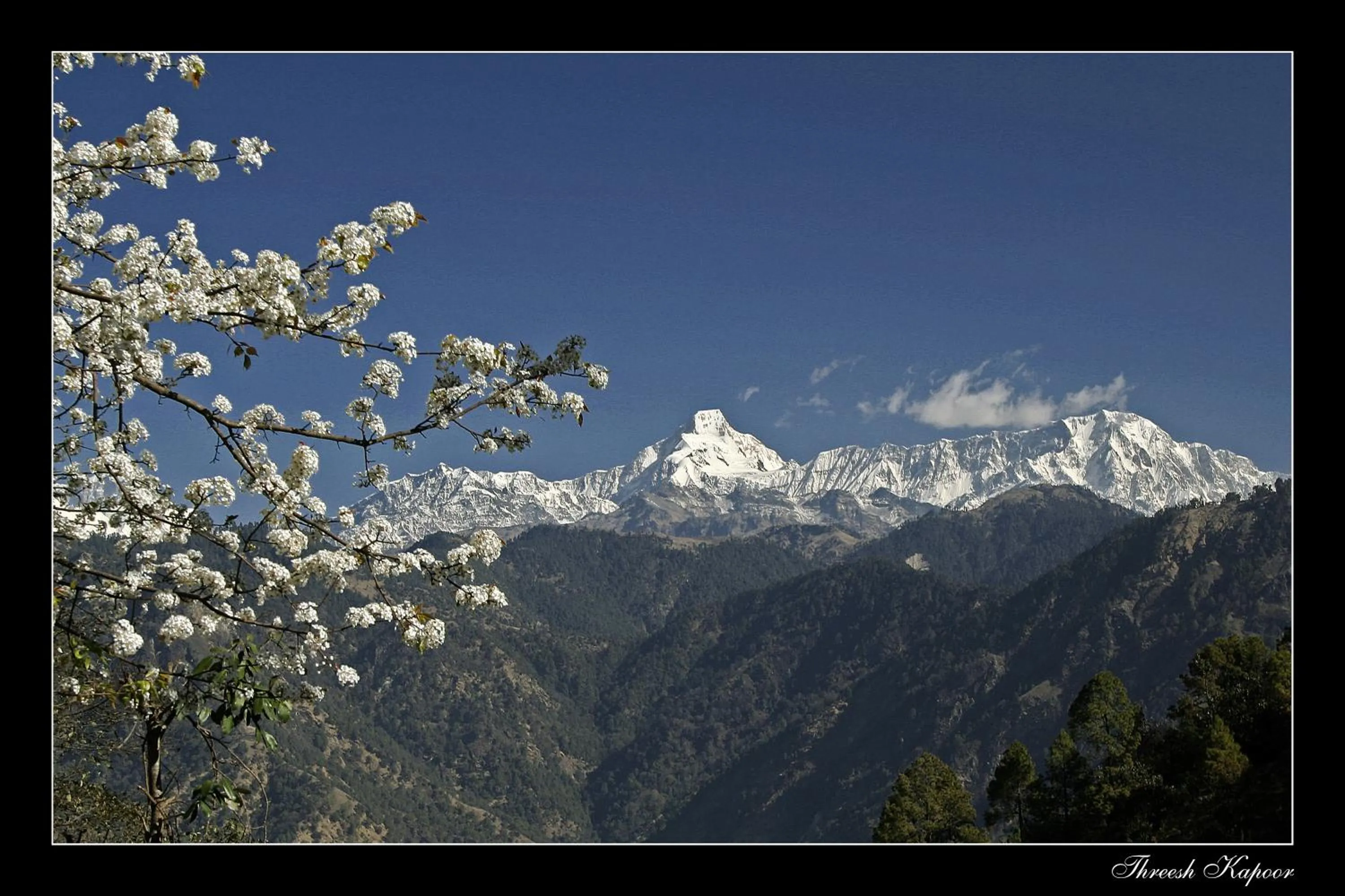 Natural landscape in Woodsvilla Resort Ranikhet