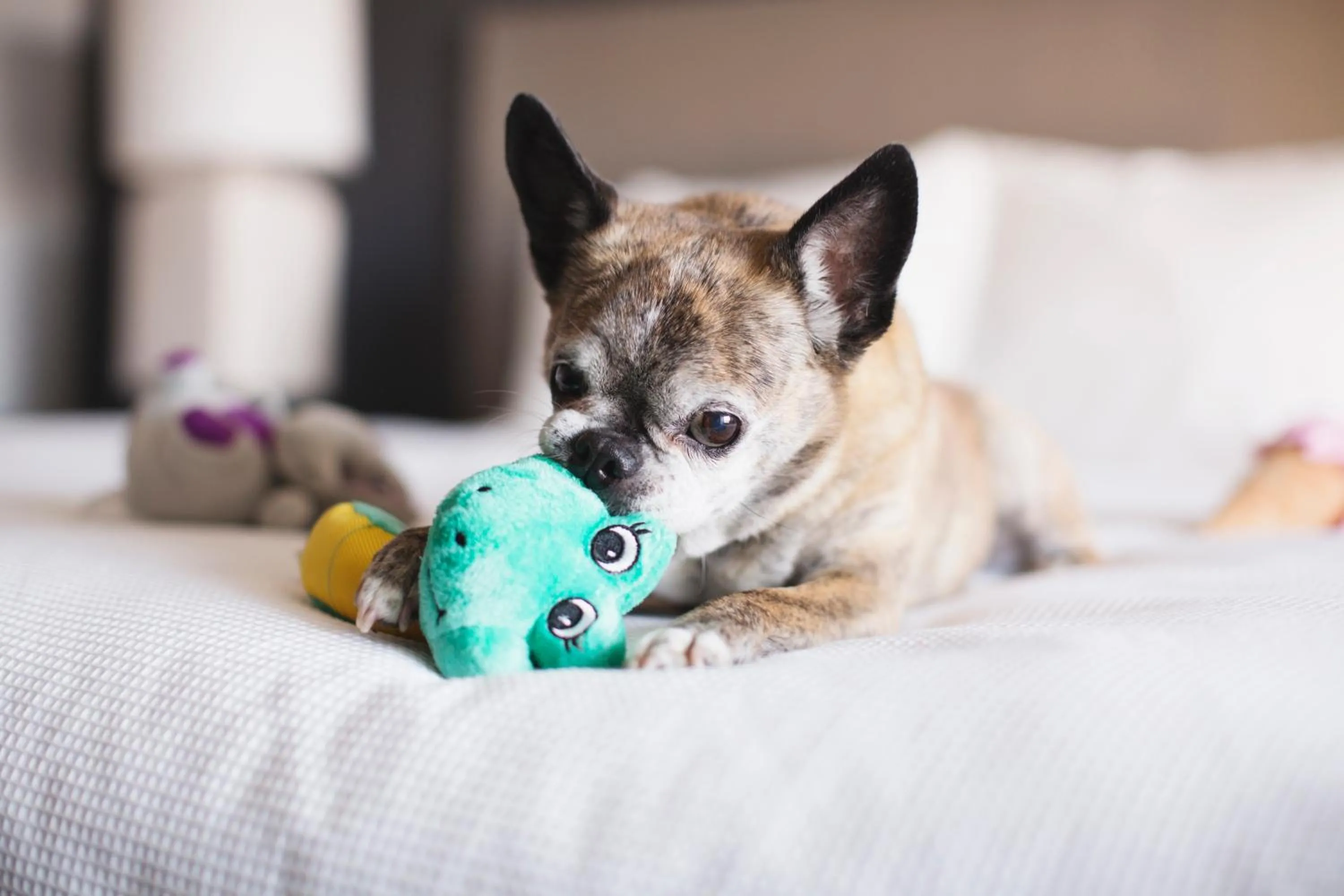 pet friendly in Hyatt House Royal Oak / Birmingham