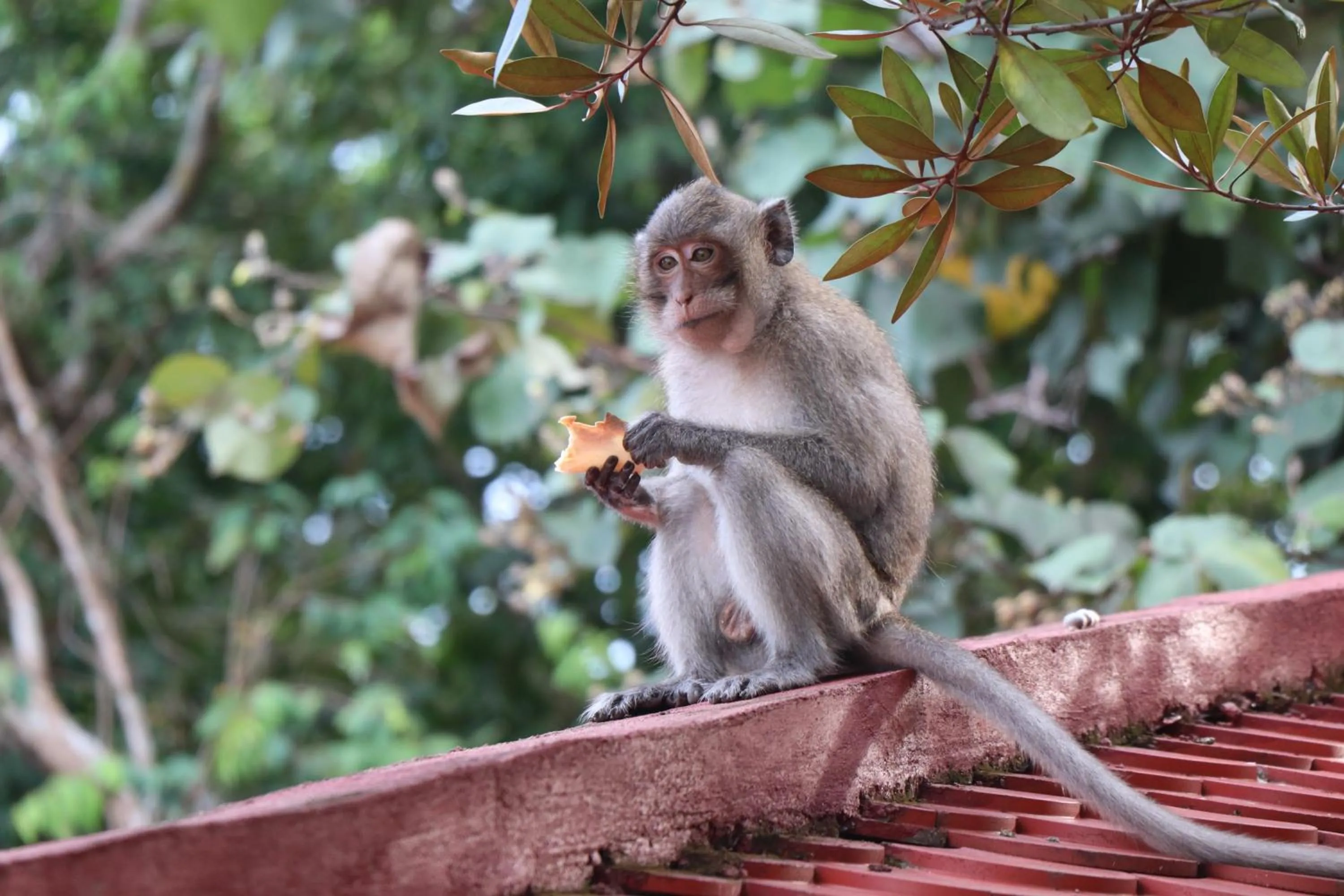 Tree House Bungalows