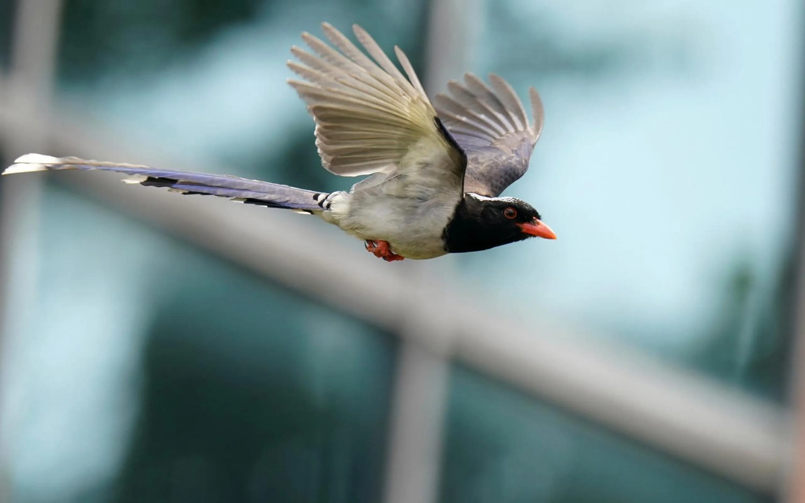 Animals in City Hotel Xiamen-Free Welcome Fruits