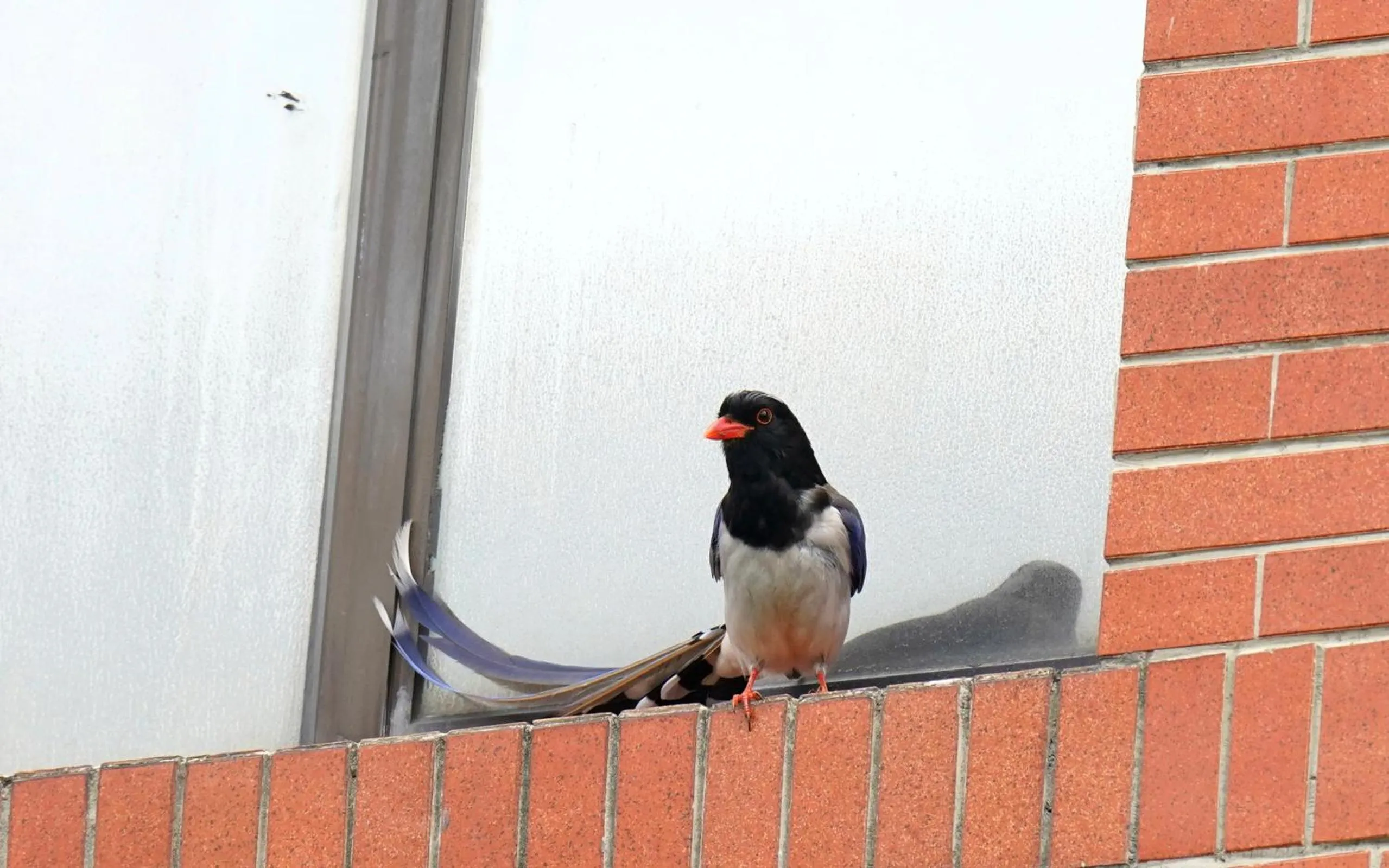 Animals in City Hotel Xiamen-Free Welcome Fruits