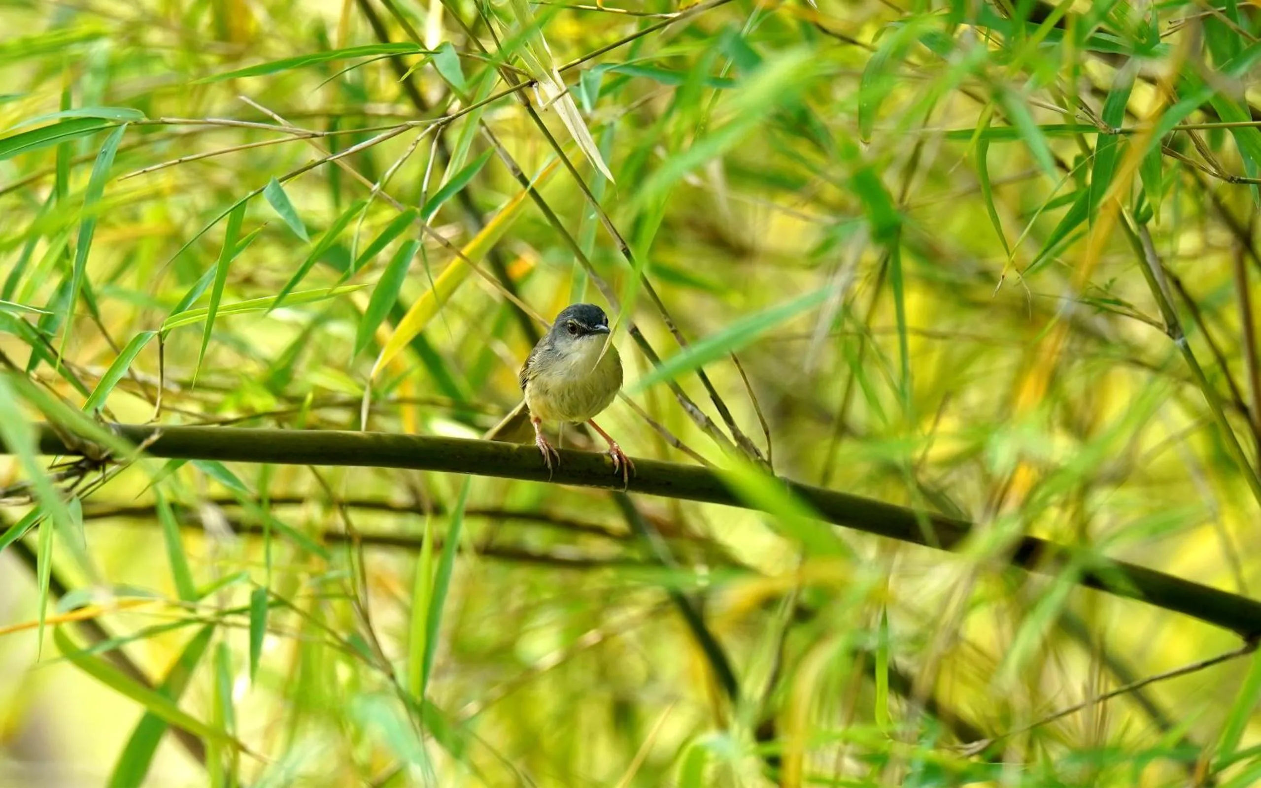 Animals in City Hotel Xiamen-Free Welcome Fruits