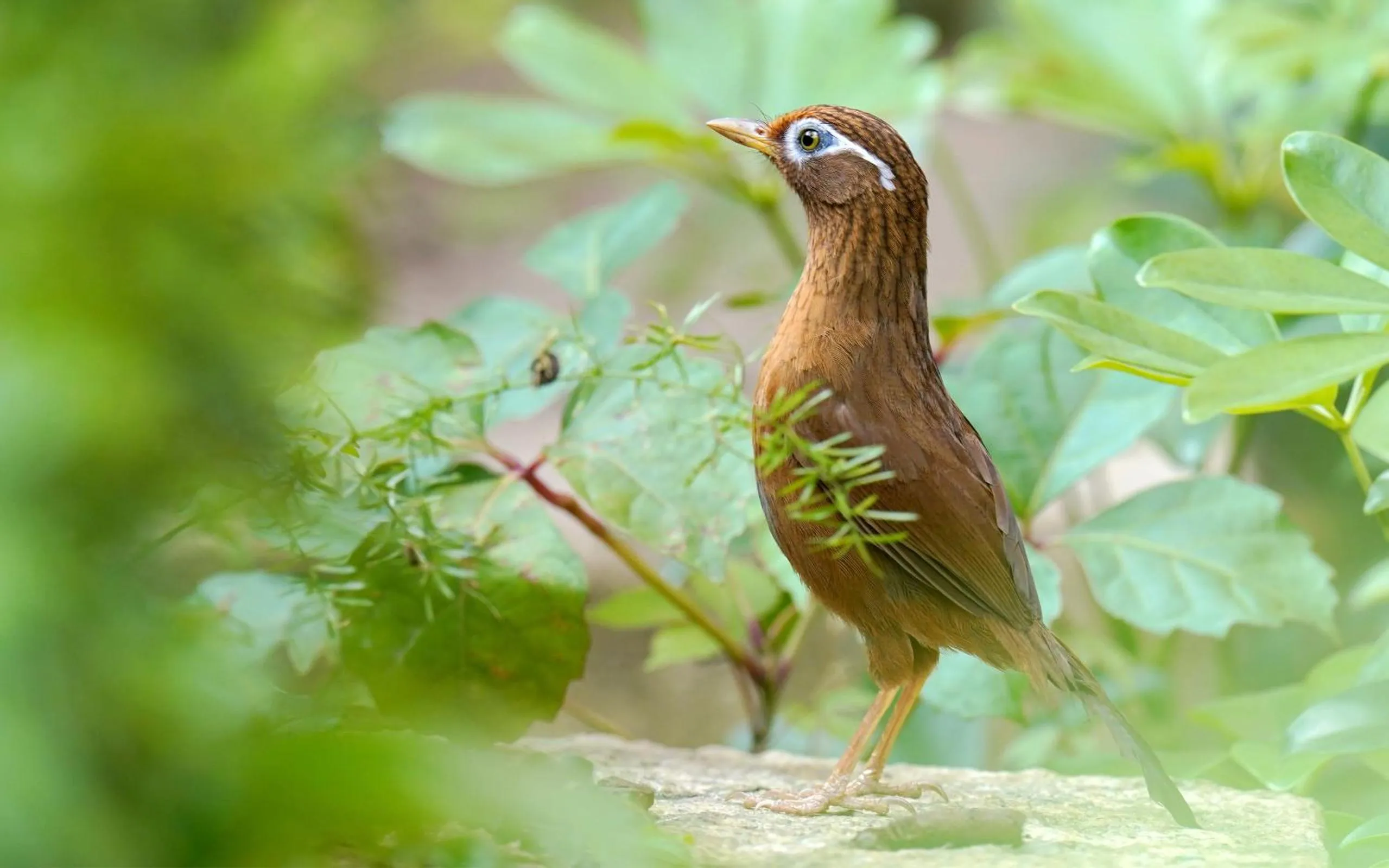 Animals in City Hotel Xiamen-Free Welcome Fruits