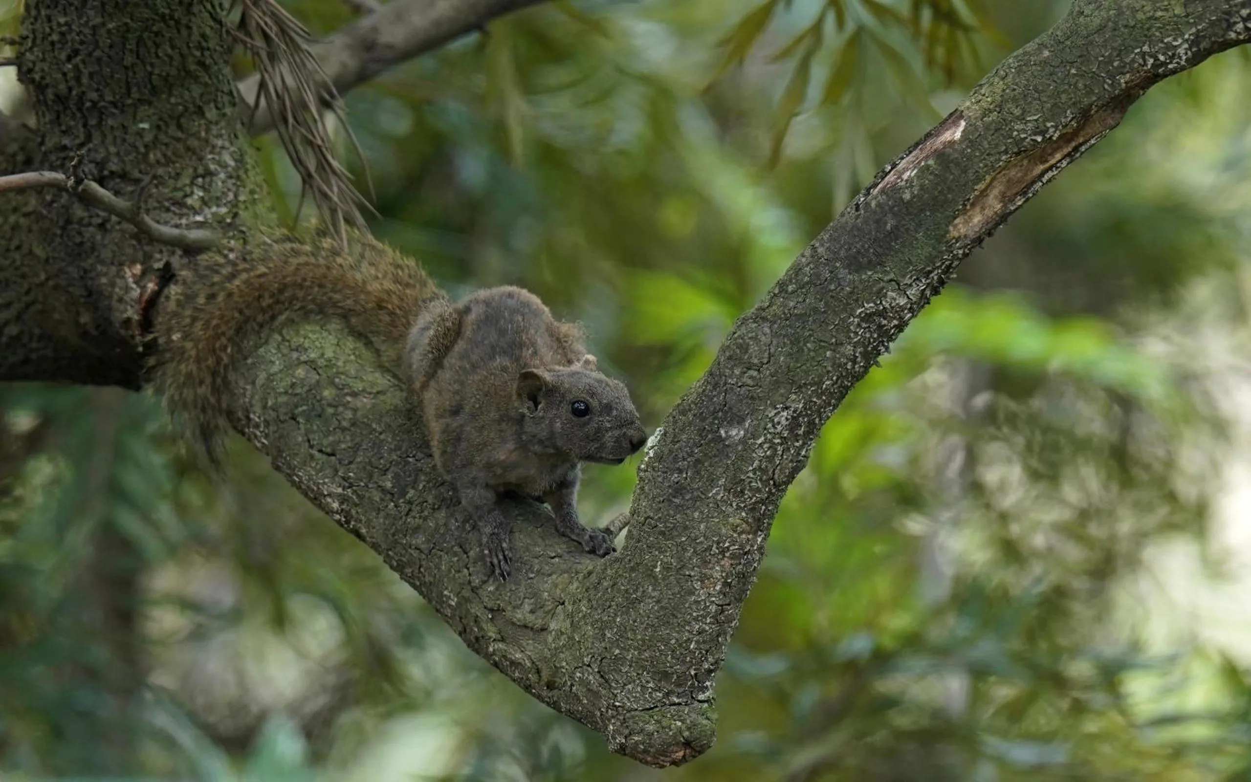 Animals in City Hotel Xiamen-Free Welcome Fruits