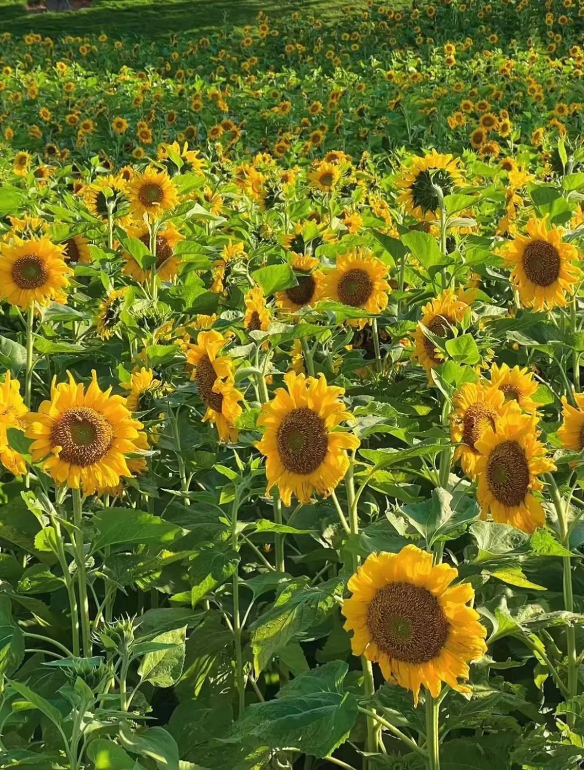 Other in City Hotel Xiamen-Free Welcome Fruits