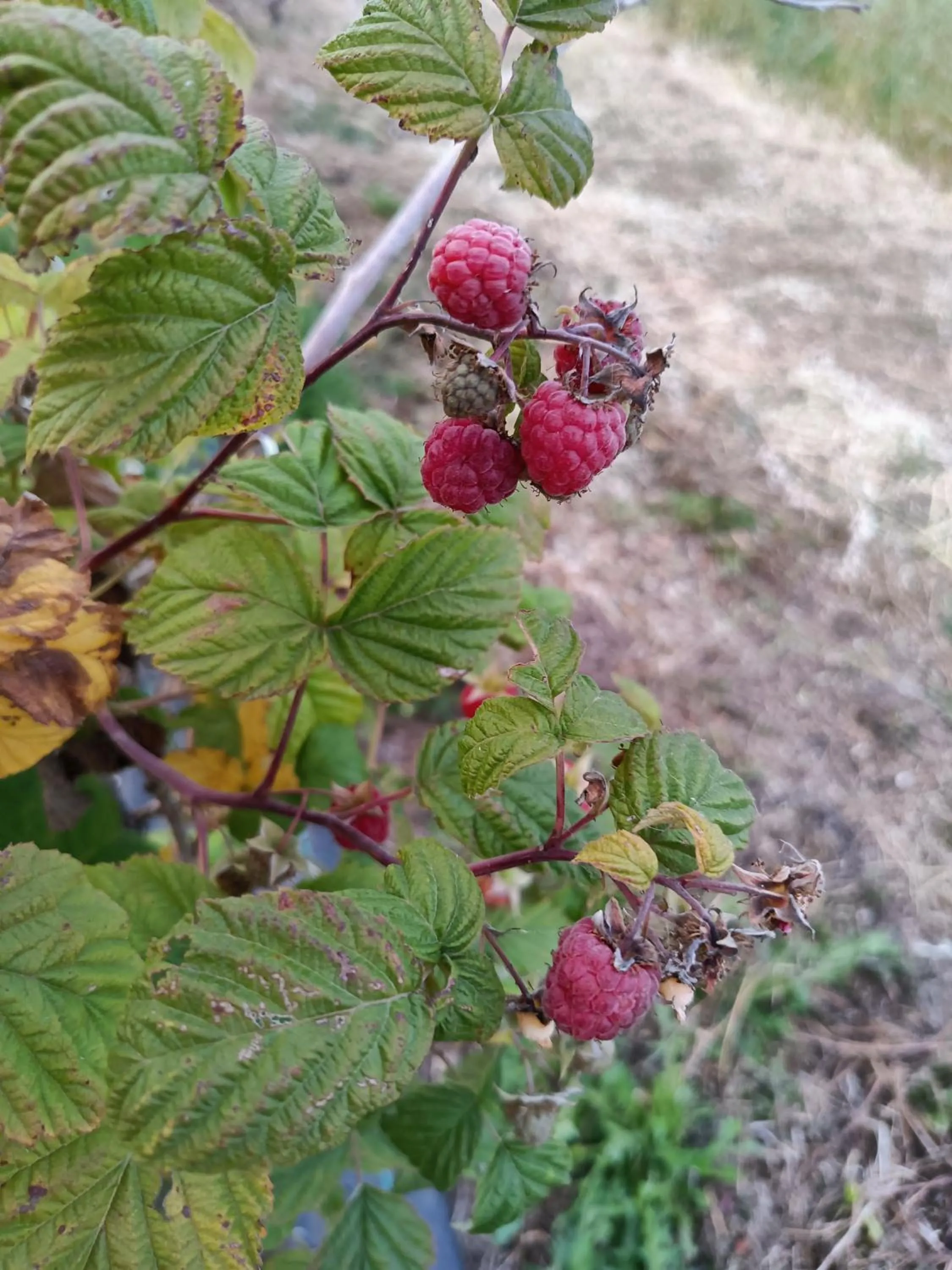 Il Giardino nell'Orto