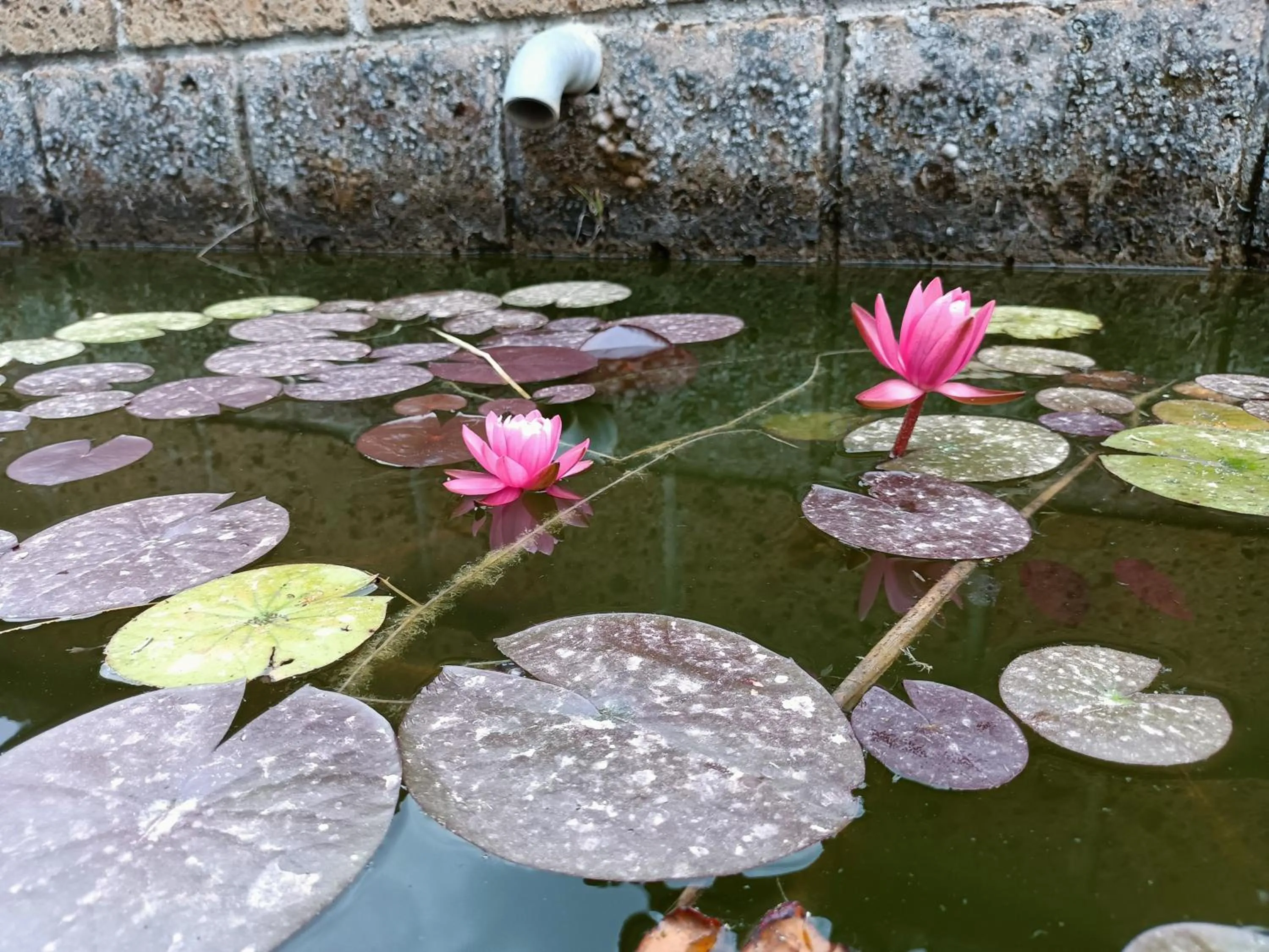 Il Giardino nell'Orto