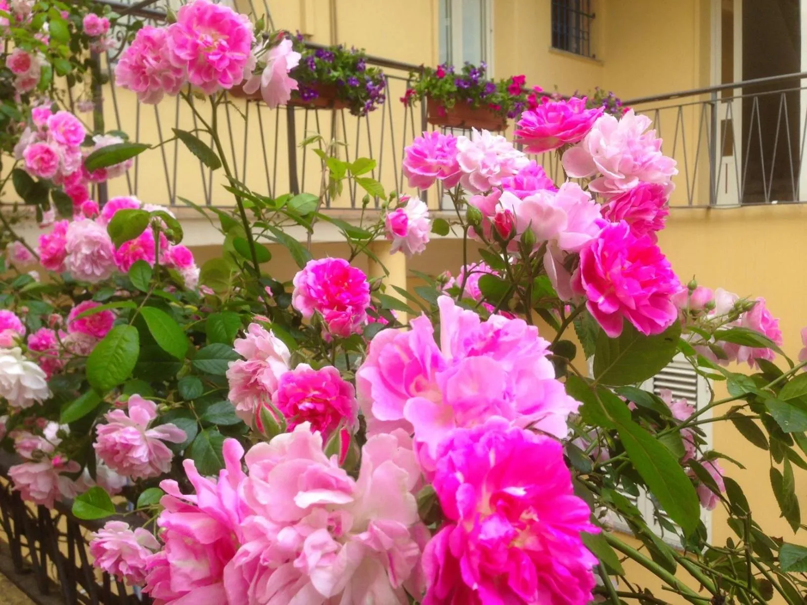 B&B Maison Rosetta IUN-E4948