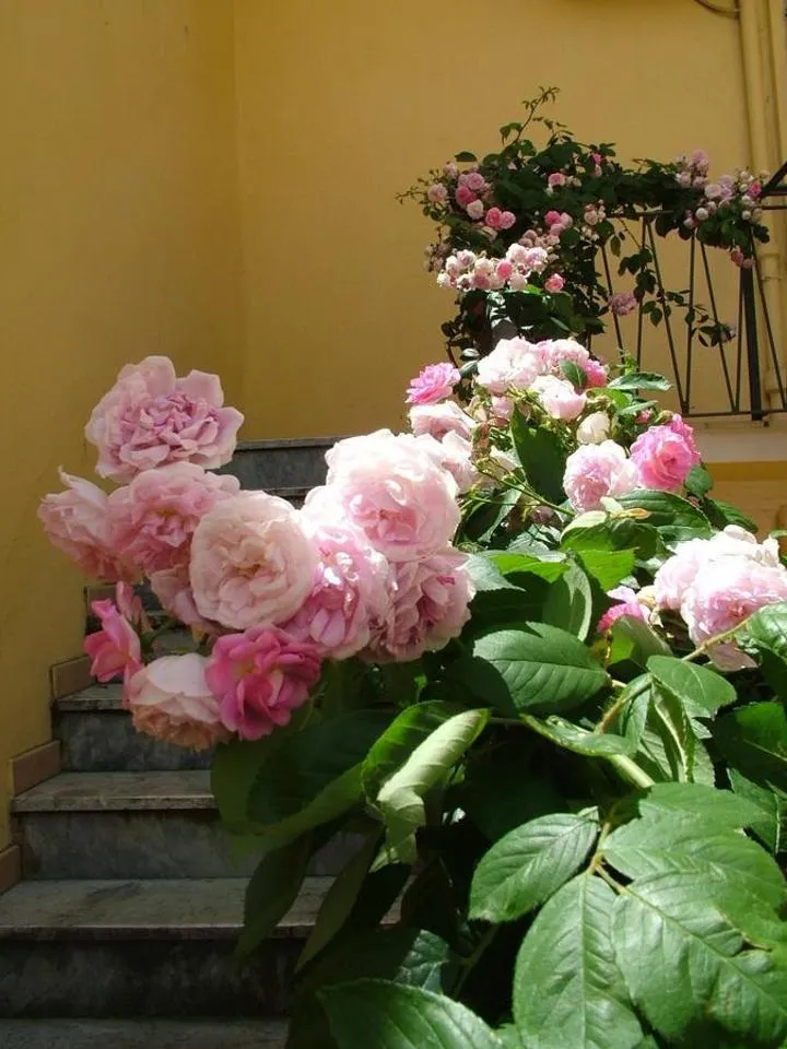 B&B Maison Rosetta IUN-E4948