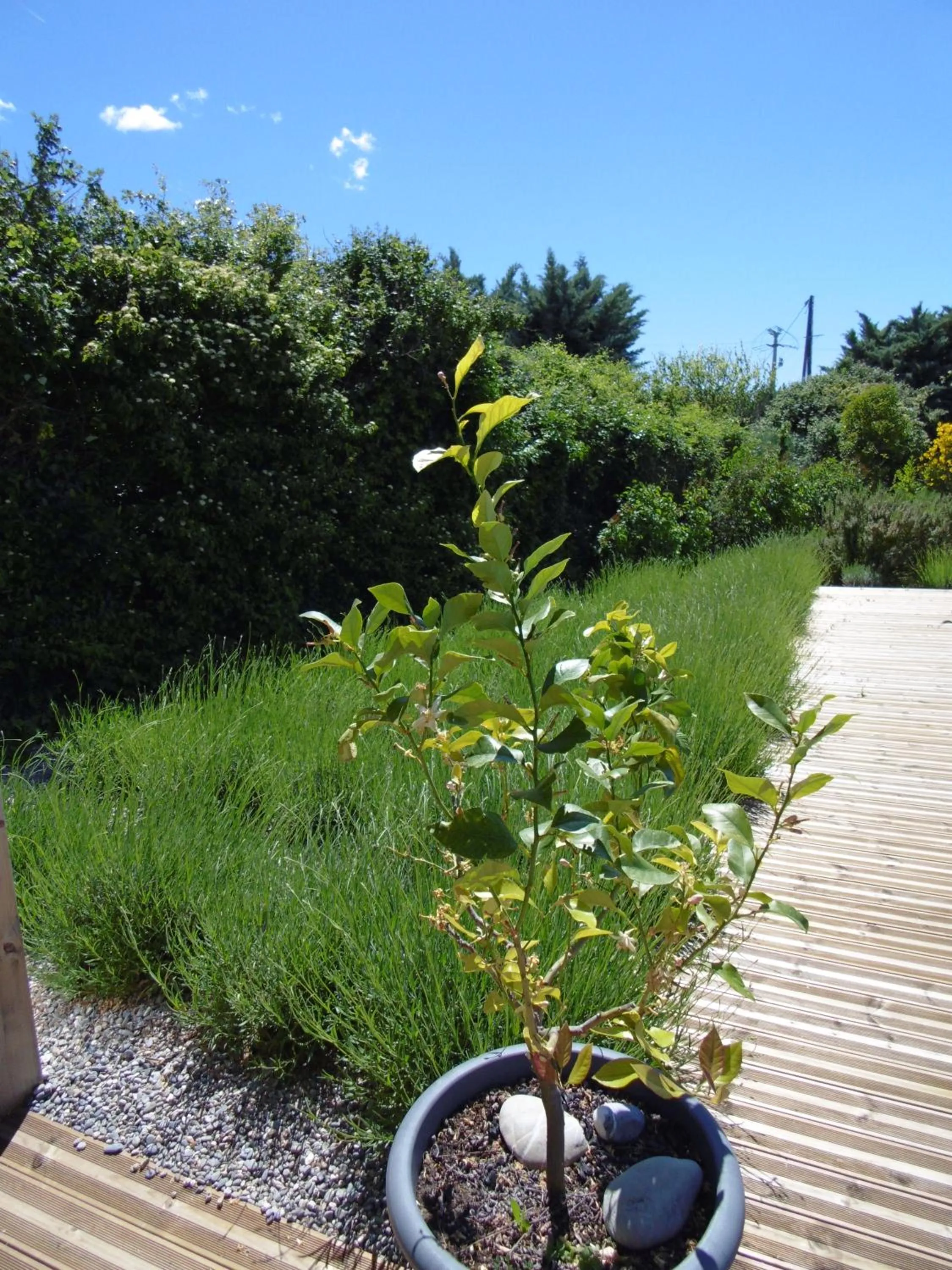 Garden in Les Terrasses de Valensole