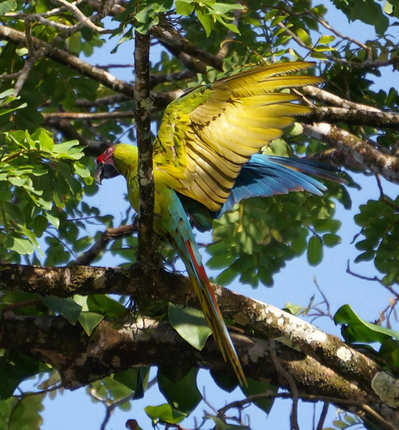 Animals in Mirador Prendas