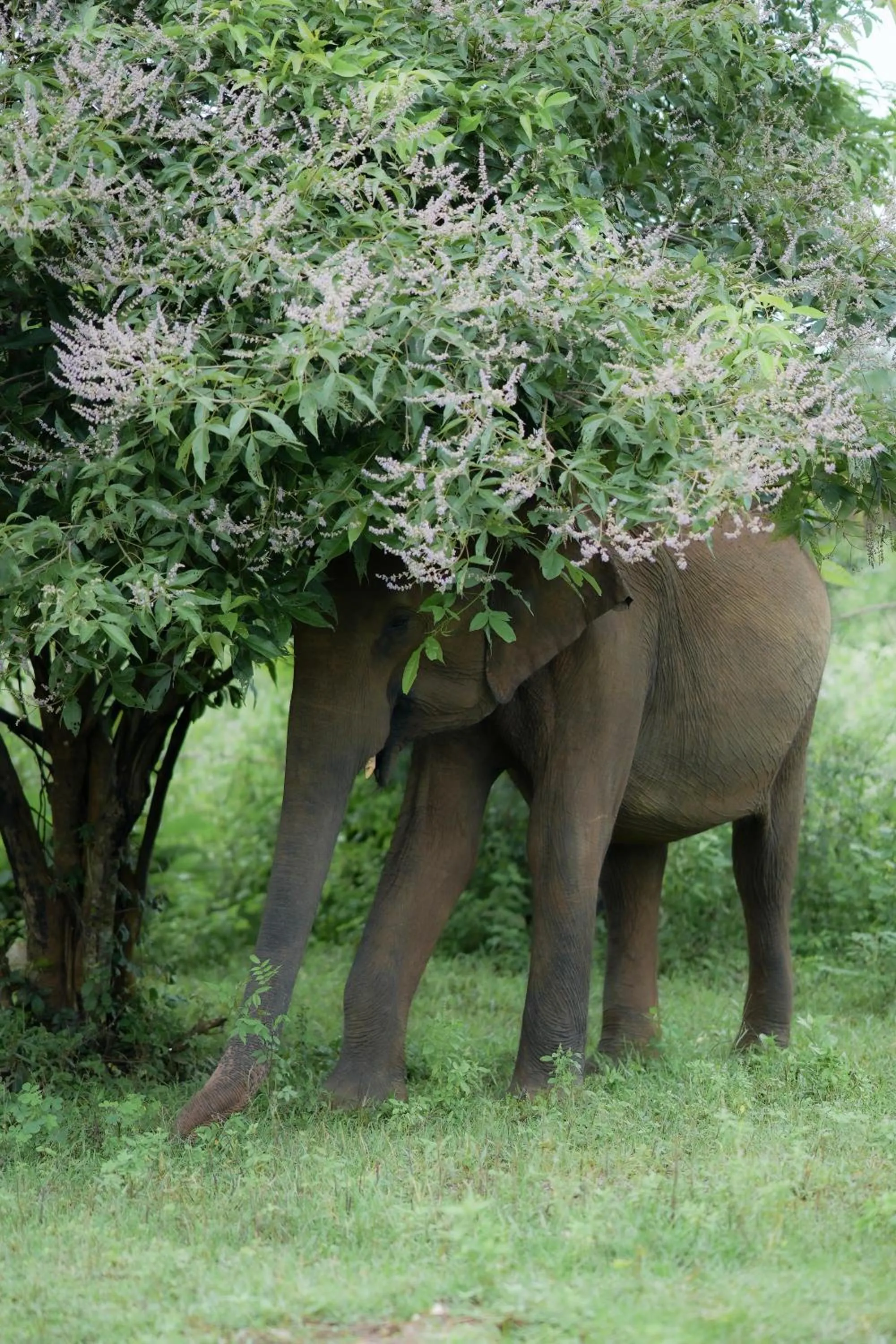 Activities in Hotel Athgira