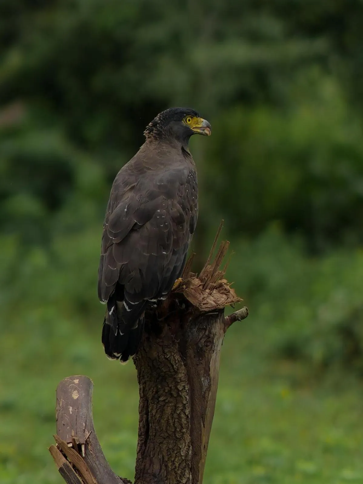 Activities in Hotel Athgira