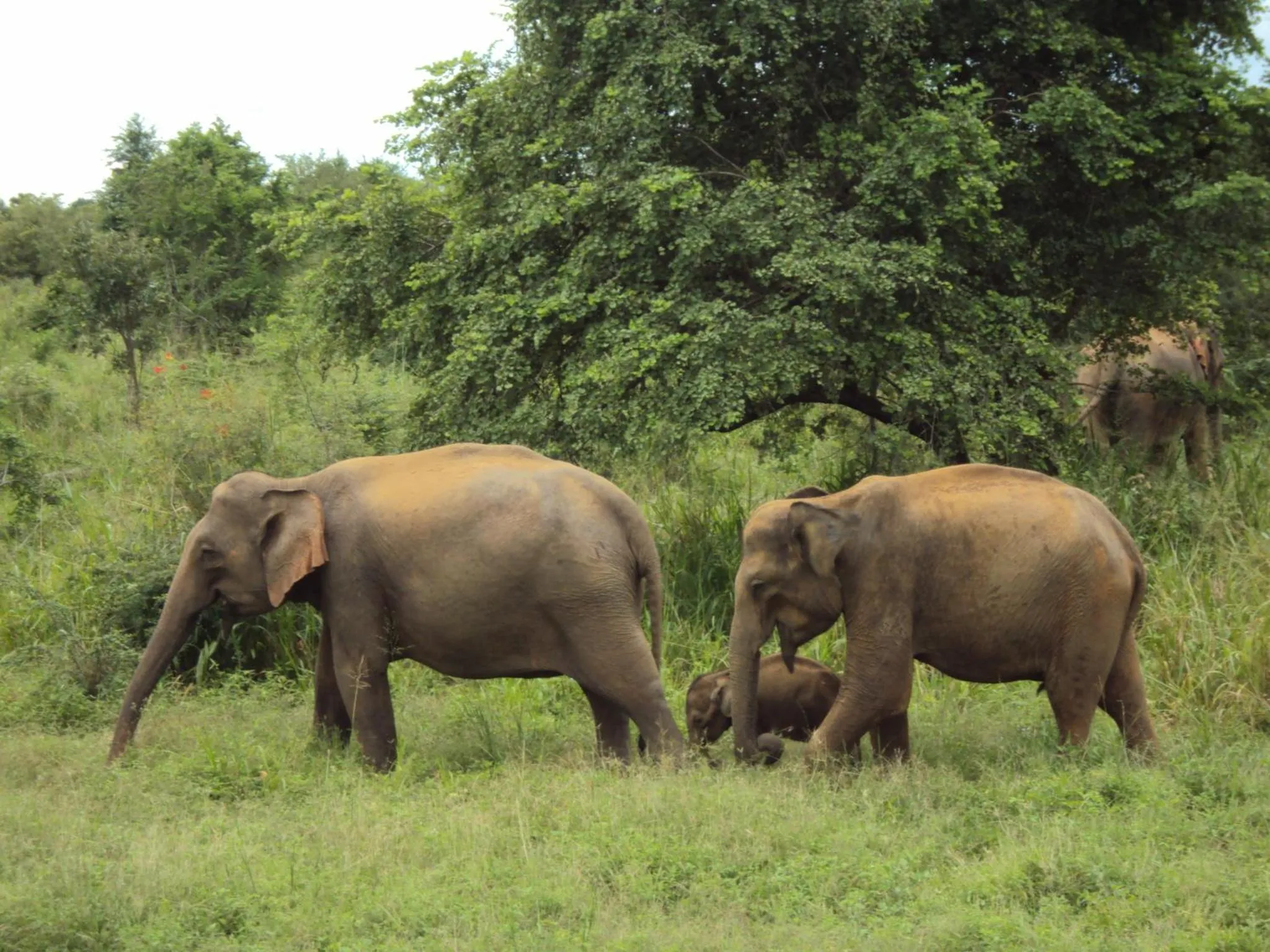 Natural landscape in Hotel Athgira