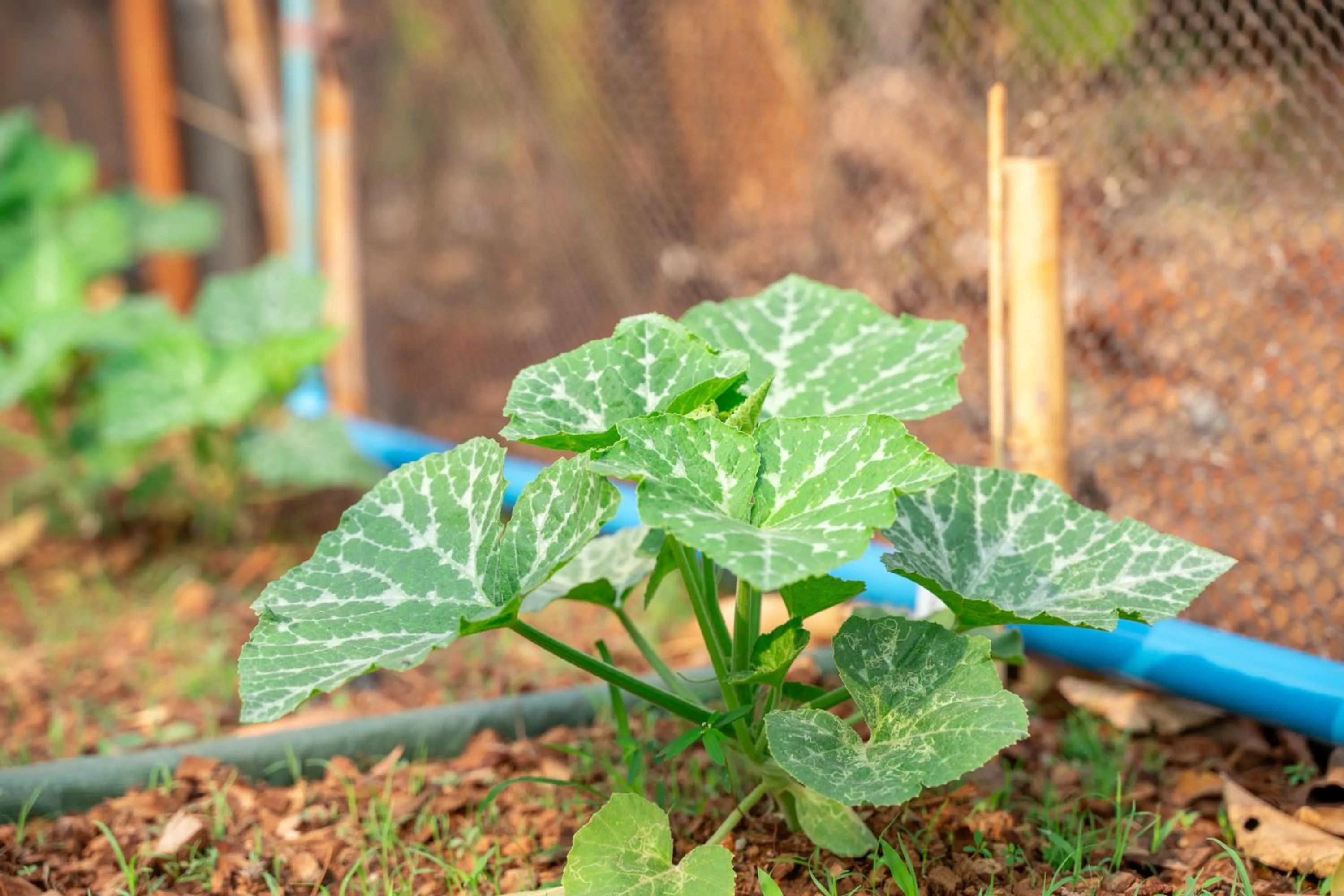 Garden in Narucha Farmstay