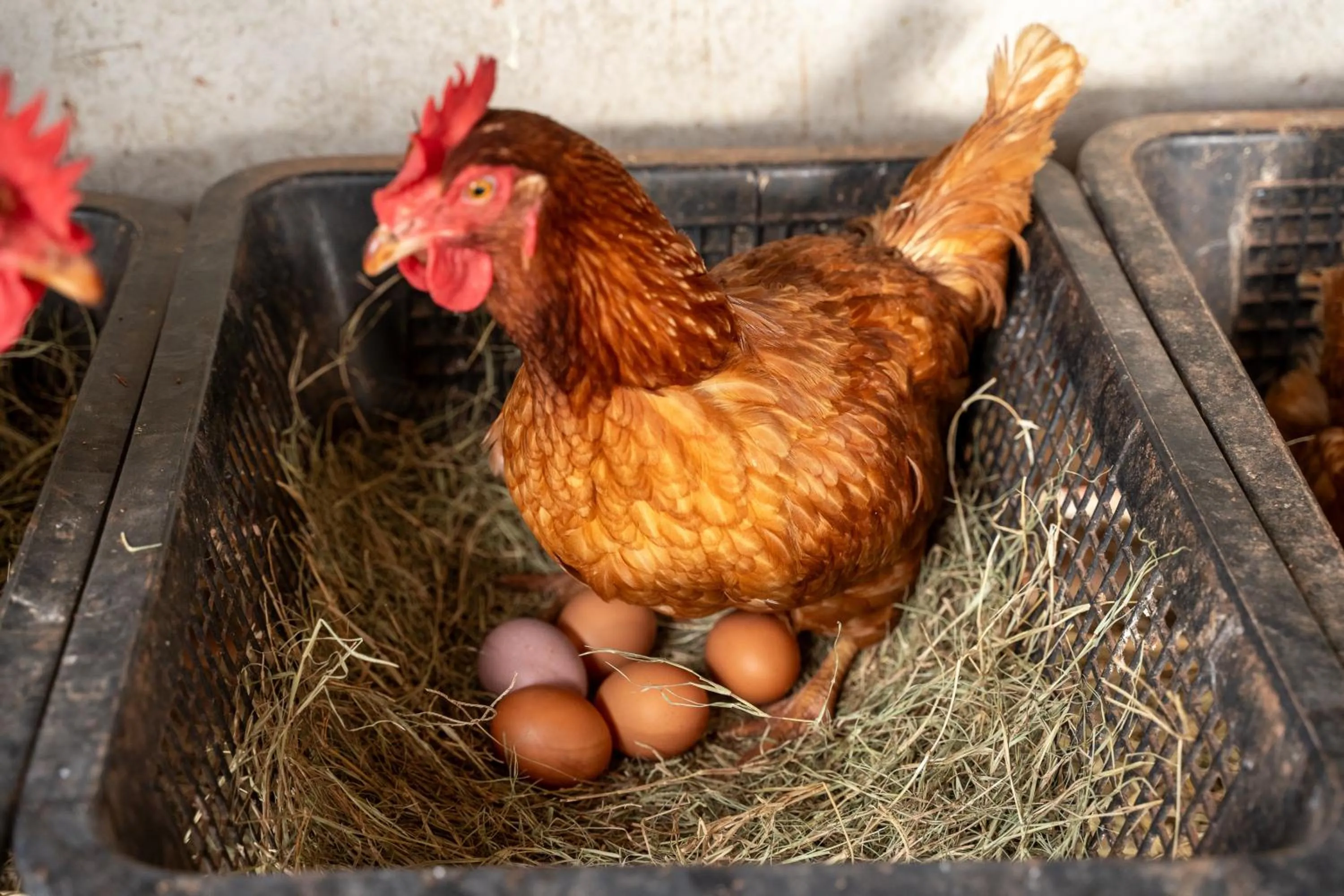 Animals in Narucha Farmstay