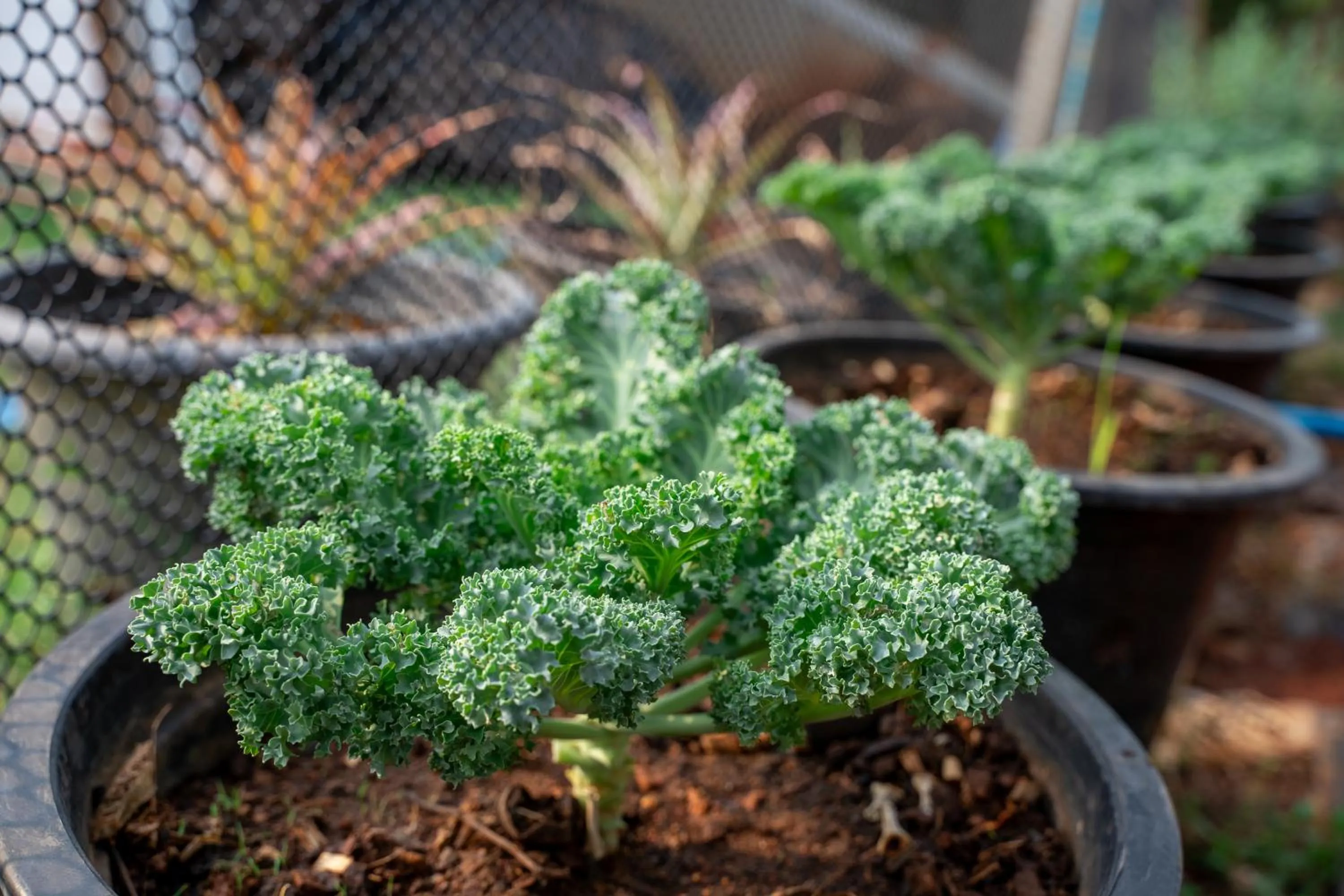 Garden in Narucha Farmstay