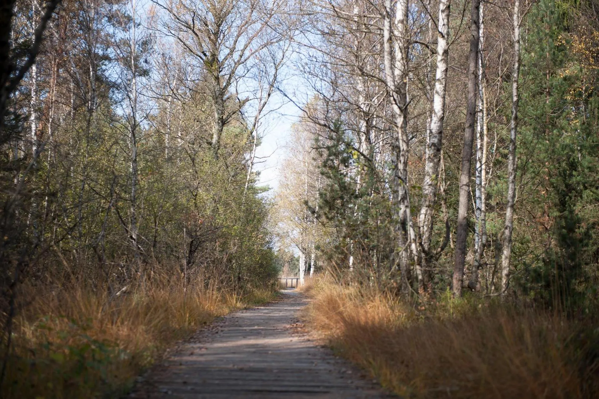Natural landscape in Gasthof Adler