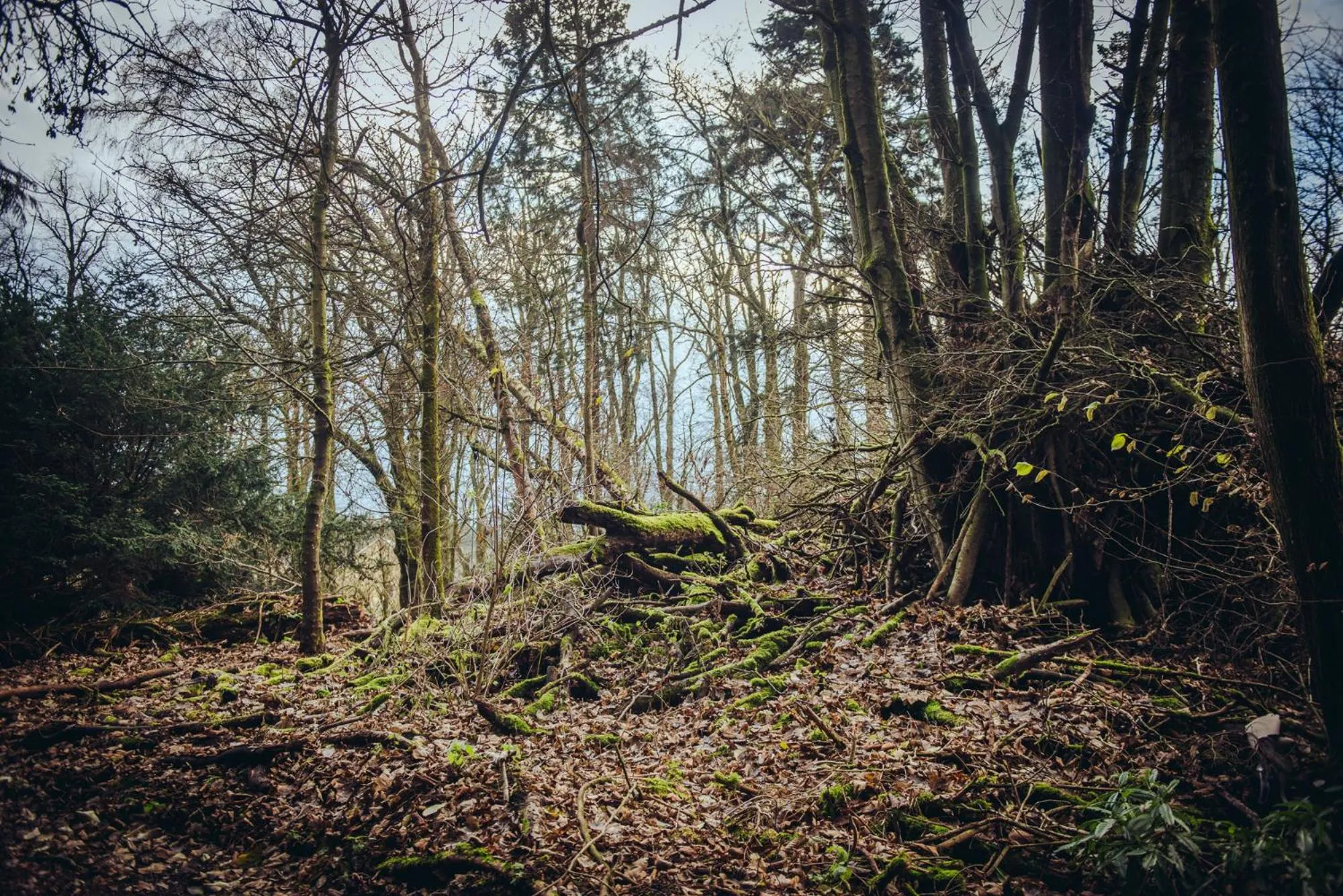 Garden in Cornhill Castle