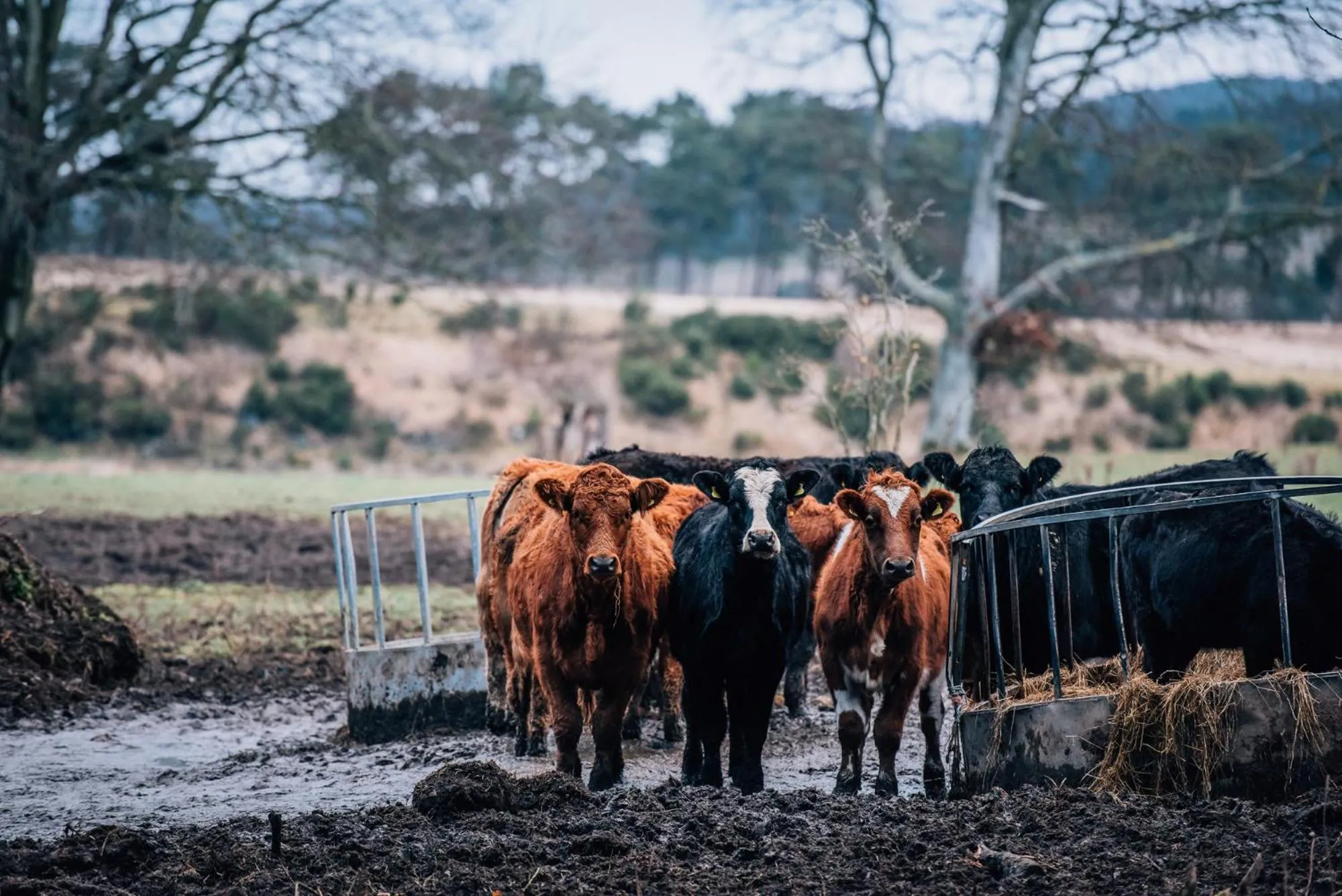Garden in Cornhill Castle