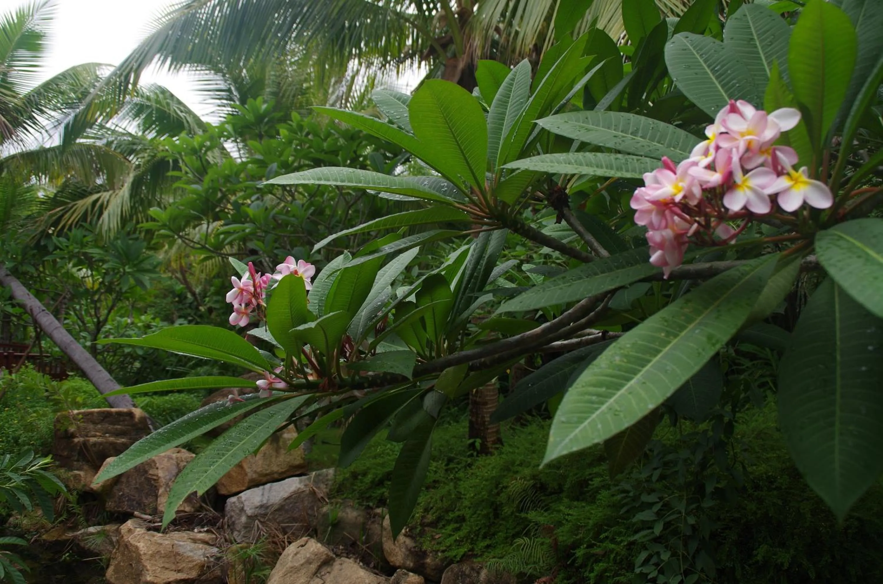 Garden in Stony Brook Villa Jianguo Resort Sanya