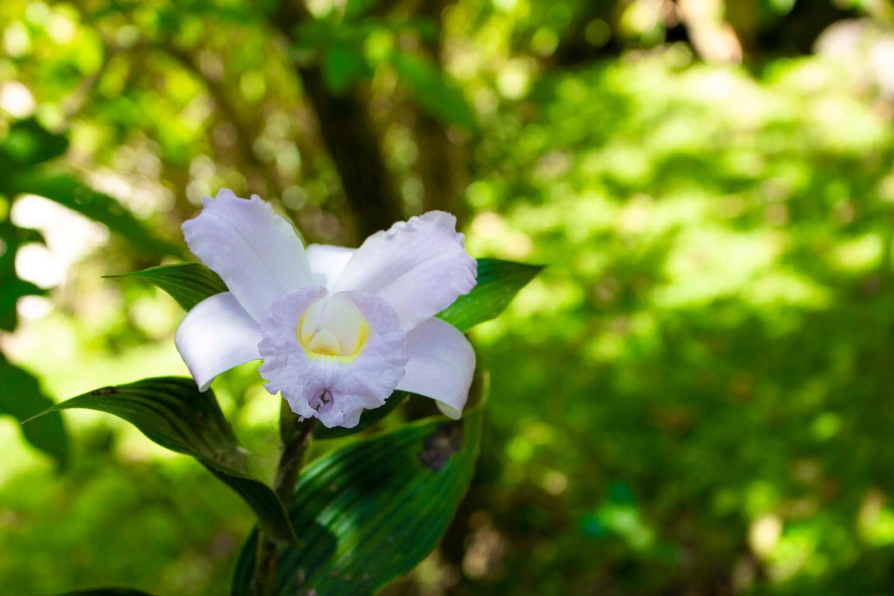 Garden in Hotel Holístico Monteverde