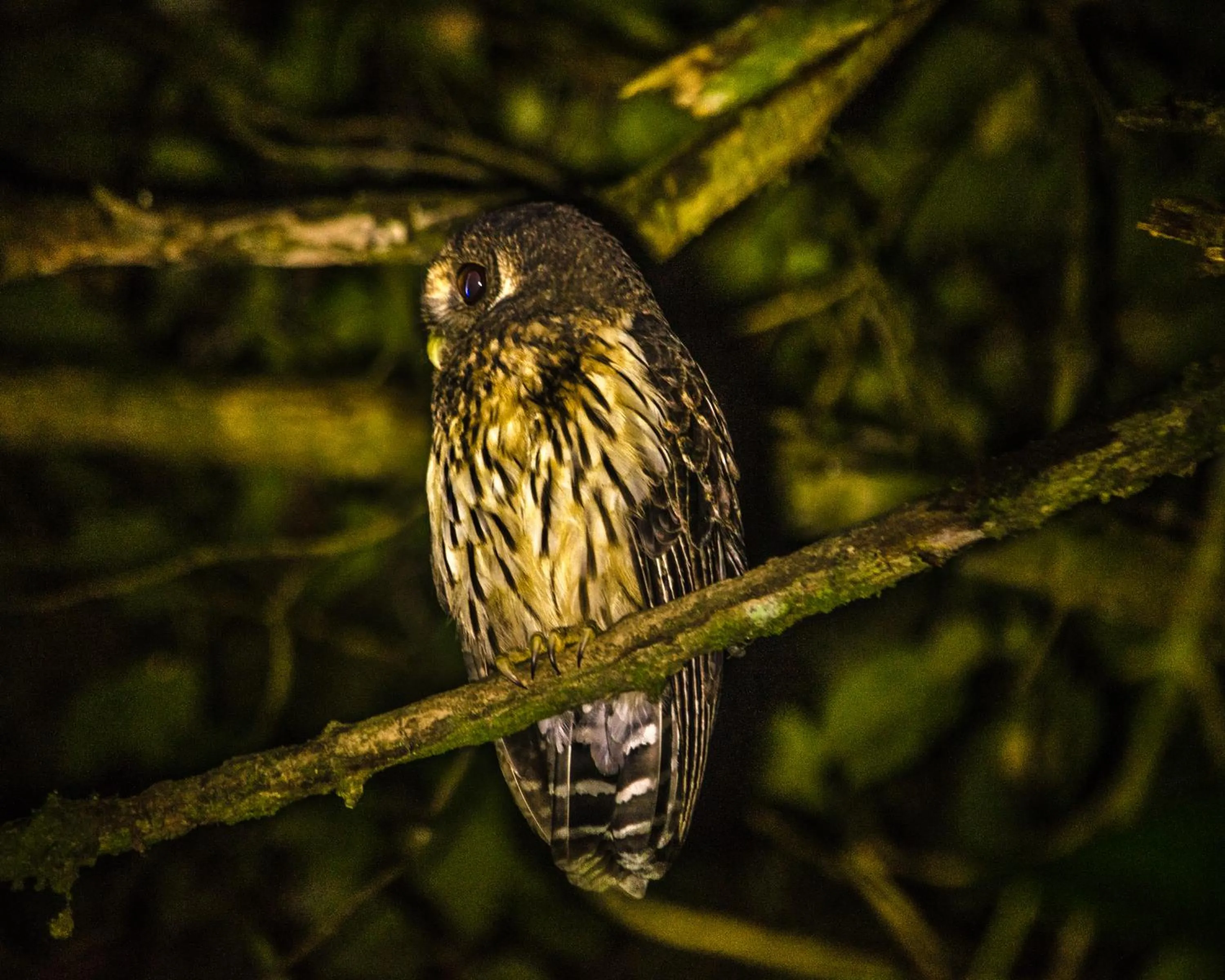 Animals in Hotel Holístico Monteverde