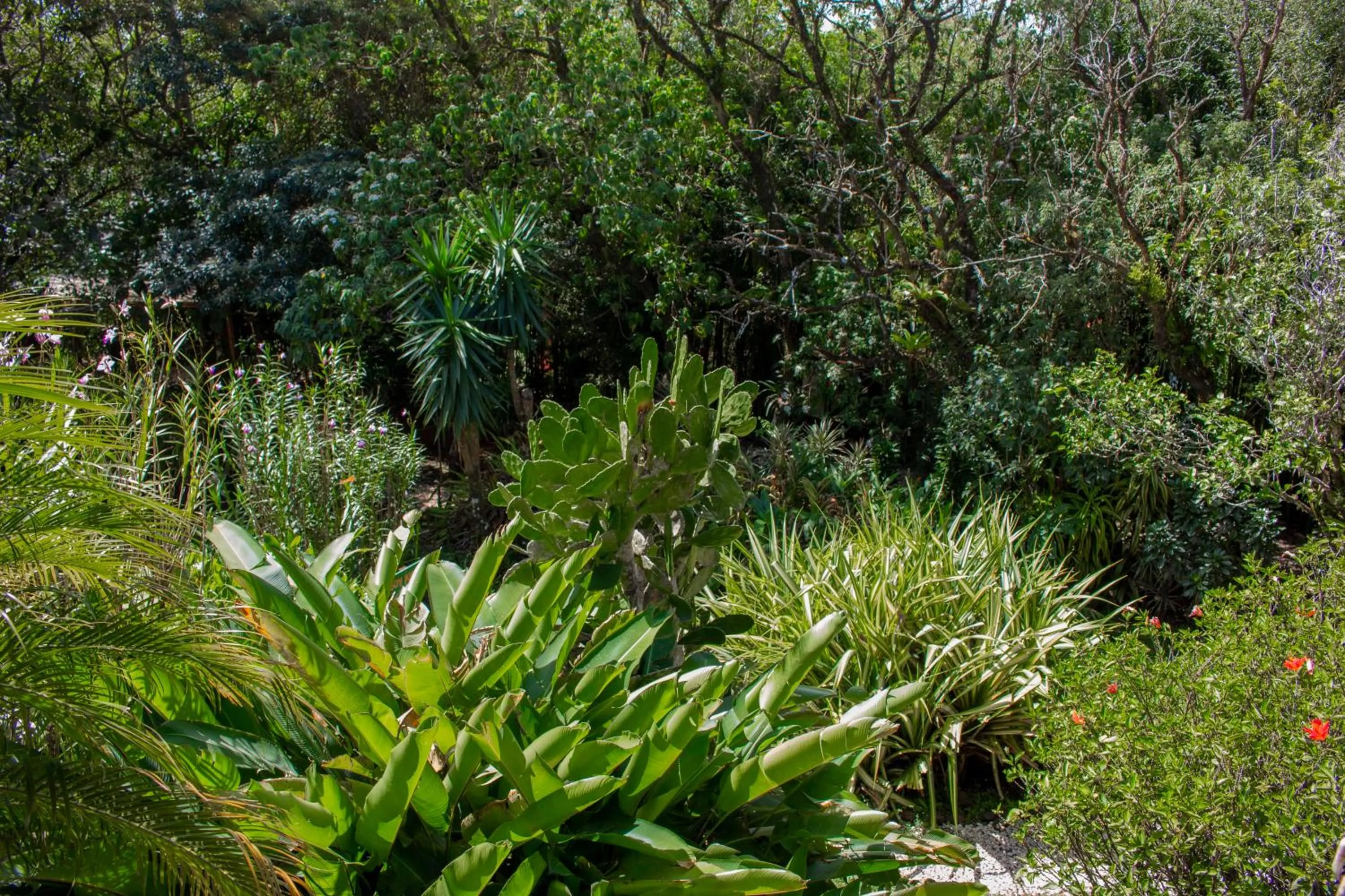 Garden in Hotel Holístico Monteverde