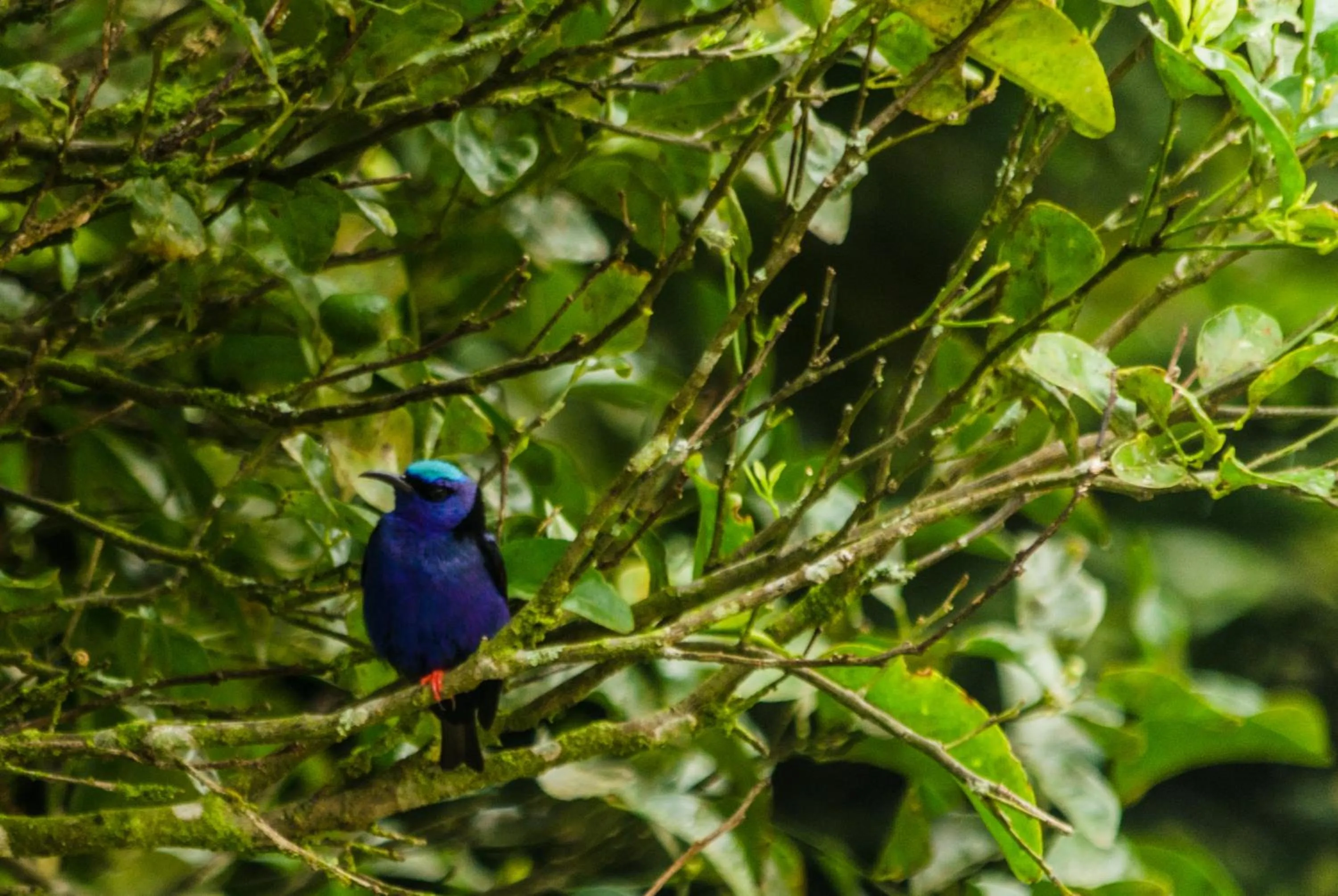 Garden in Hotel Holístico Monteverde