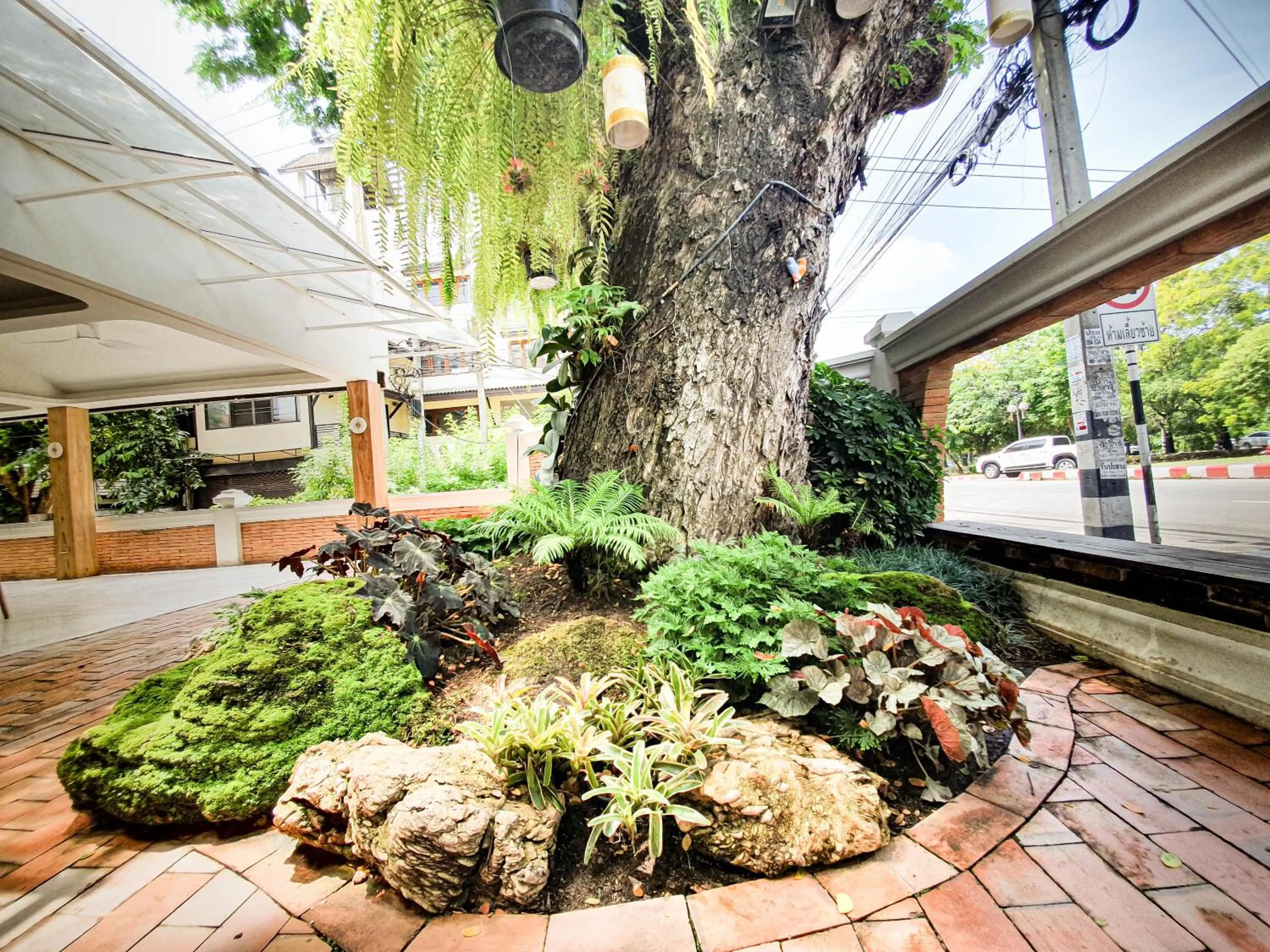 Garden in Big Tree Old Town Hotel