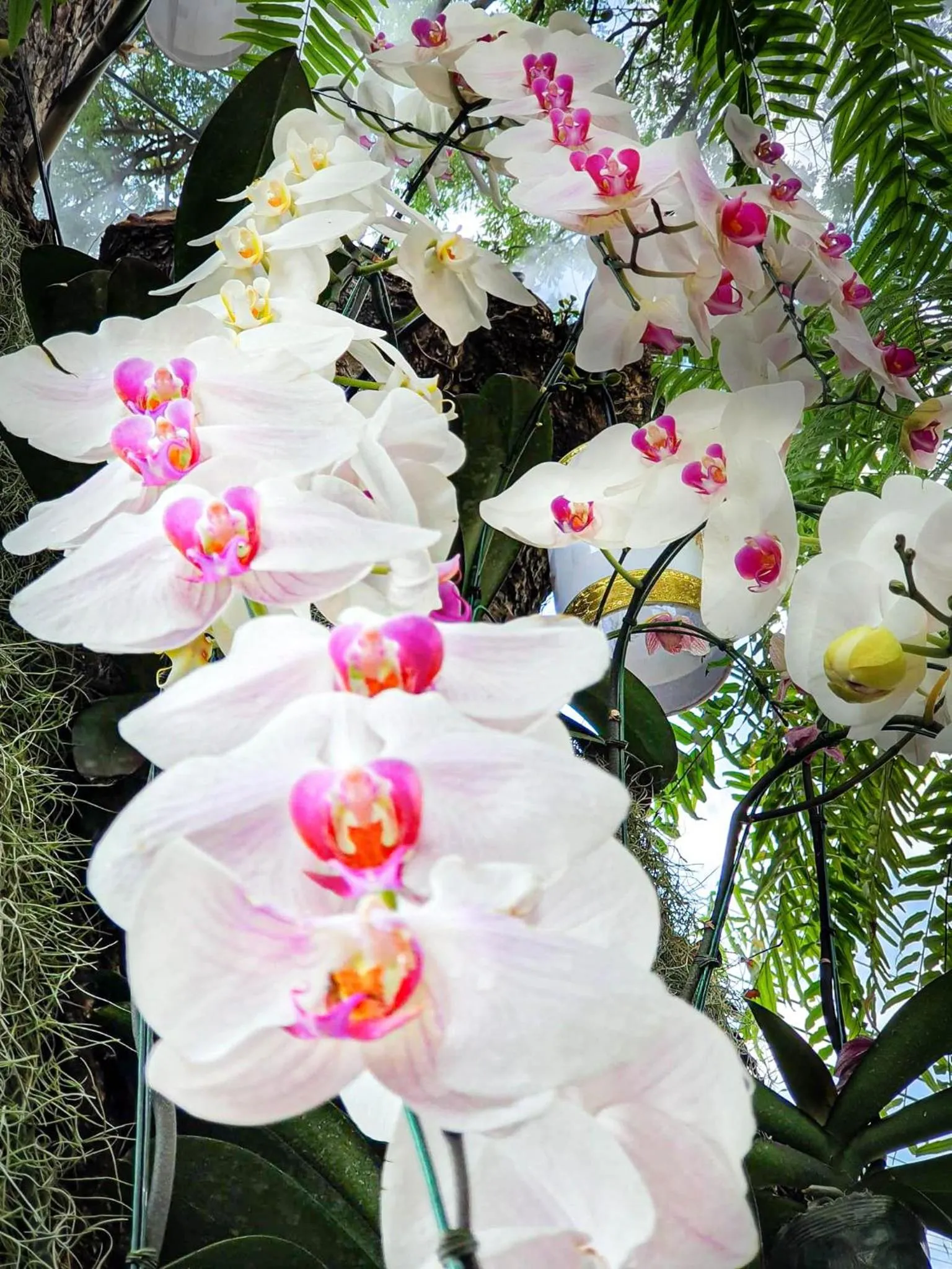 Garden in Big Tree Old Town Hotel