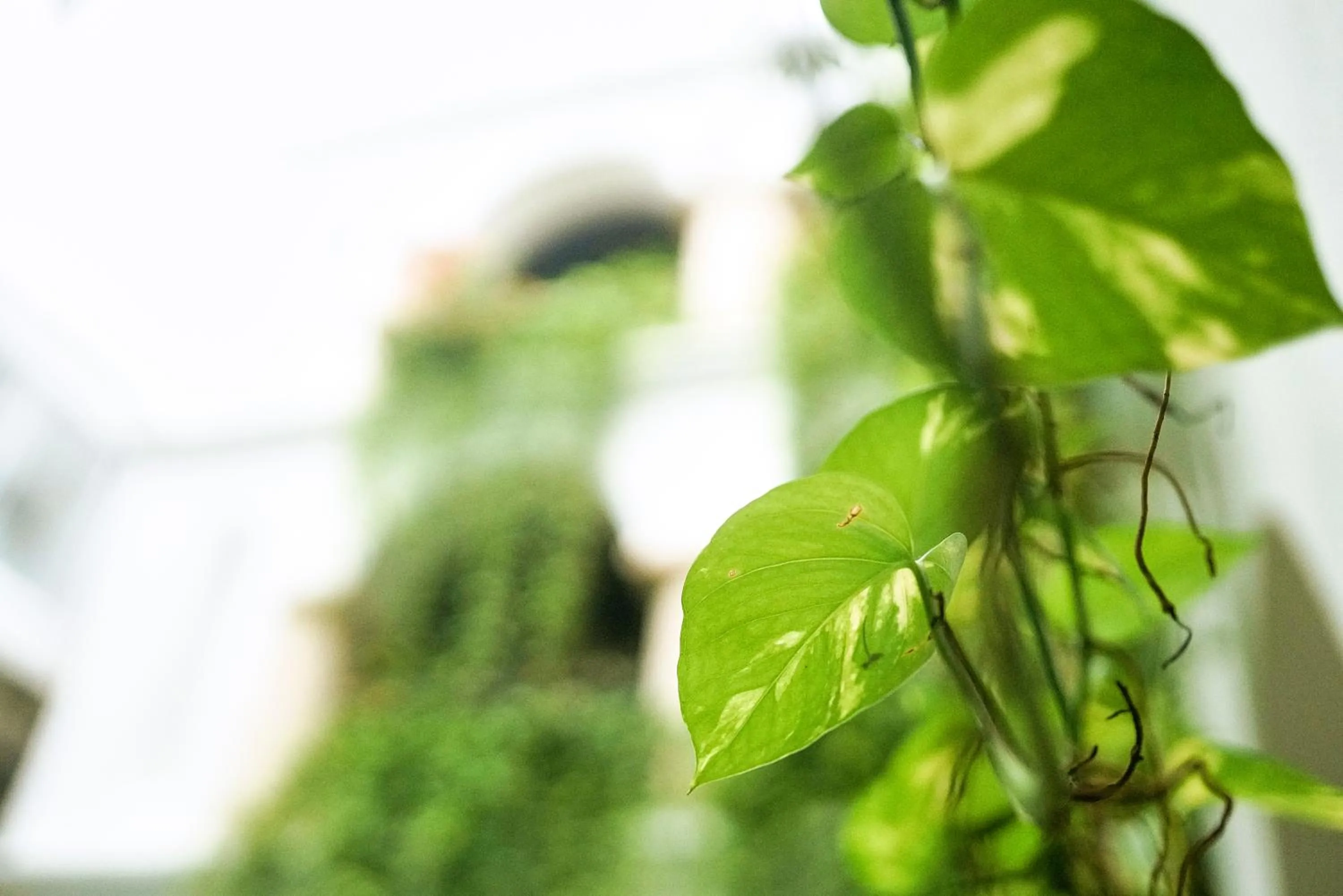 Property building in Hotel Boutique Patio Corao