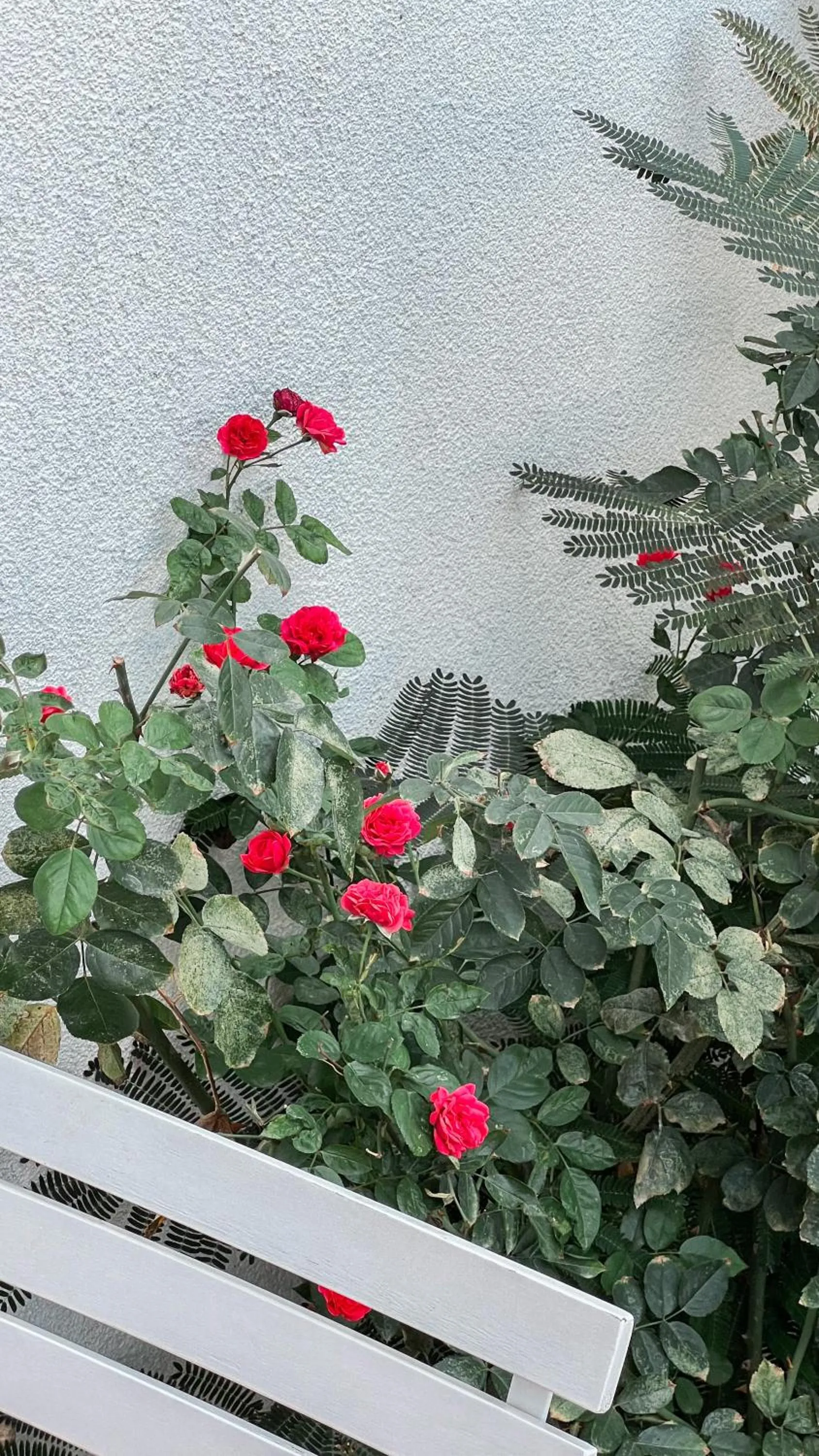 Garden in Doc's Hotel Kemer