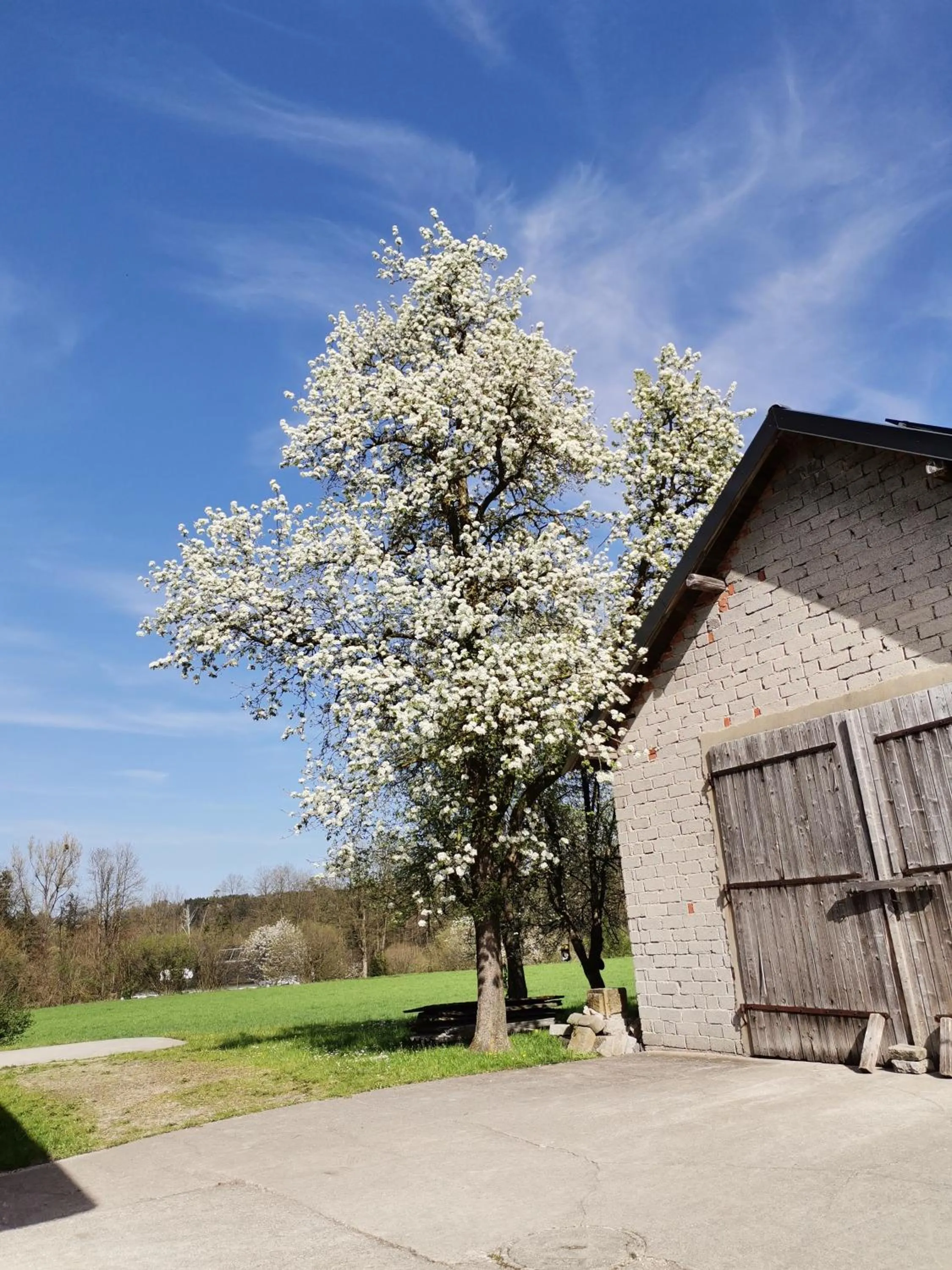 Garden view in Gästehaus Watschinger