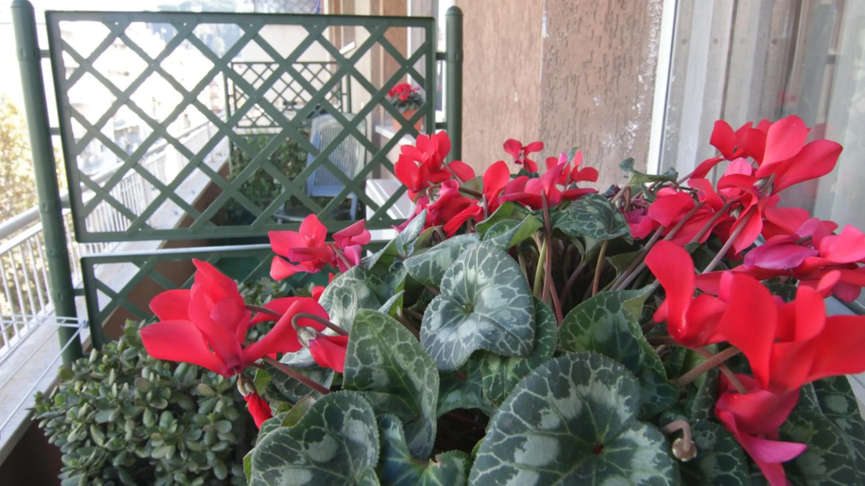 Balcony/Terrace in B&B La Perla di Roma