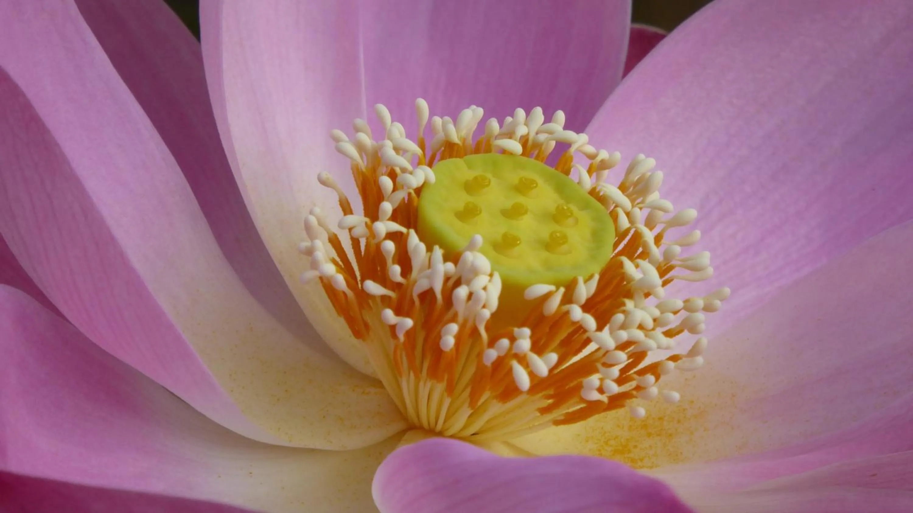 Garden in Rumah Kita Villa/hotel