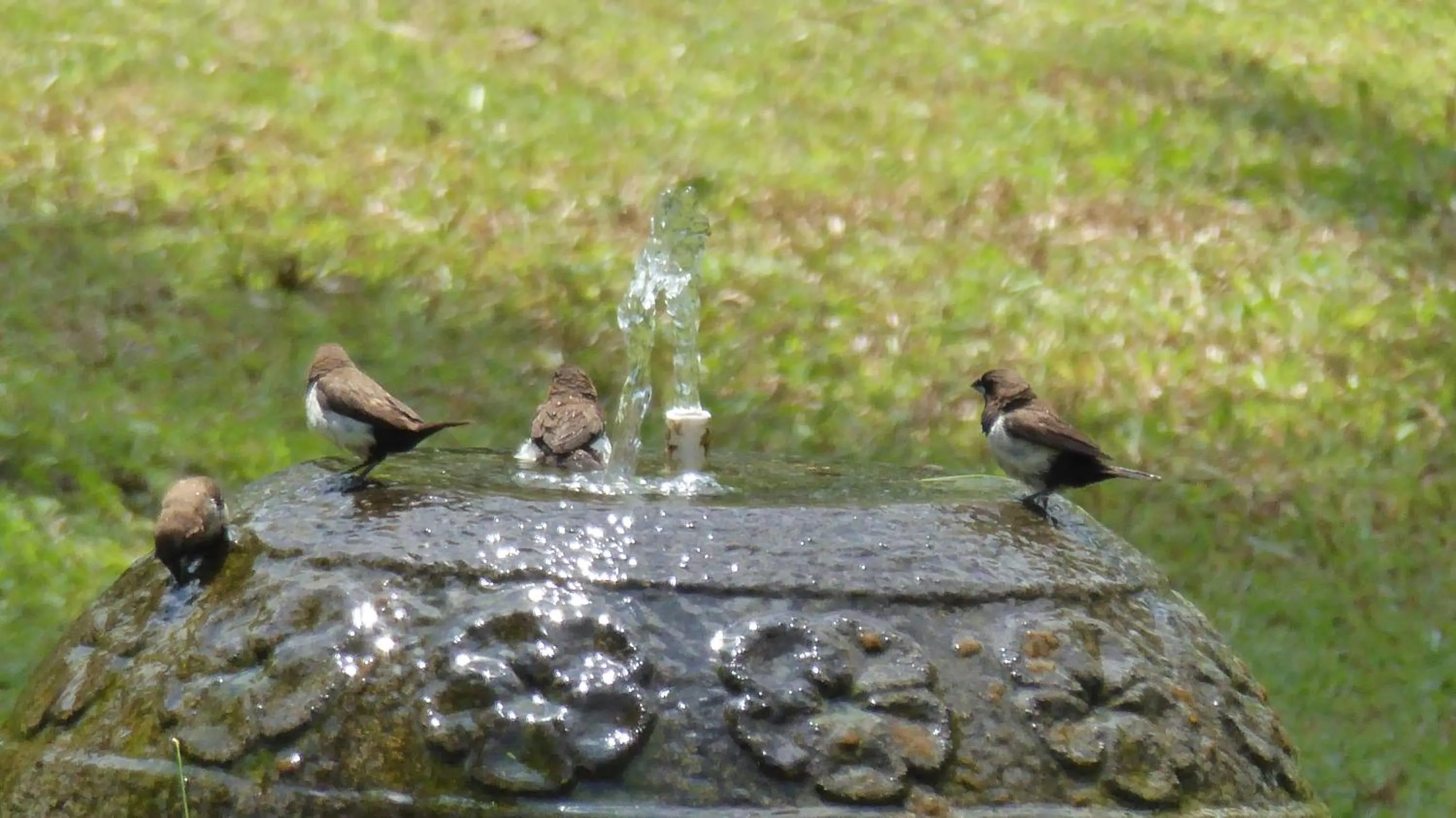 Garden in Rumah Kita Villa/hotel