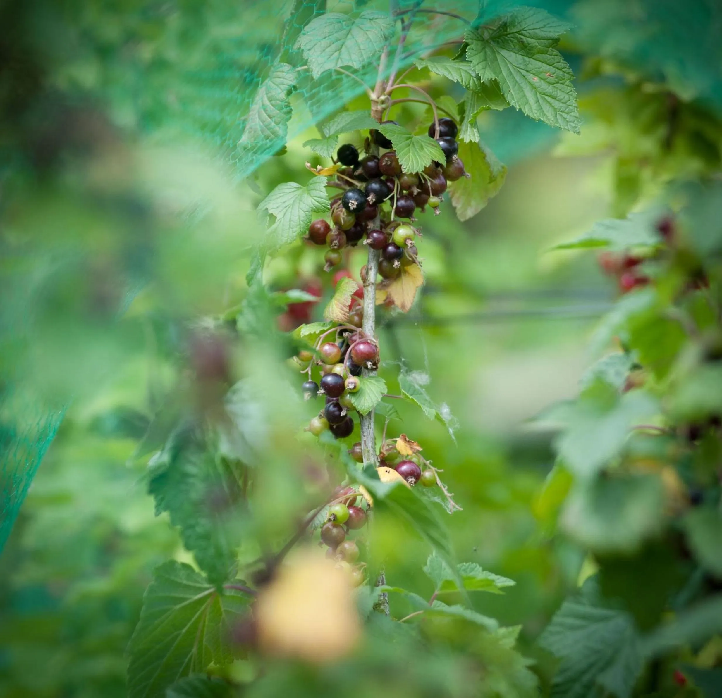 Natural landscape in B&B Scheldekant
