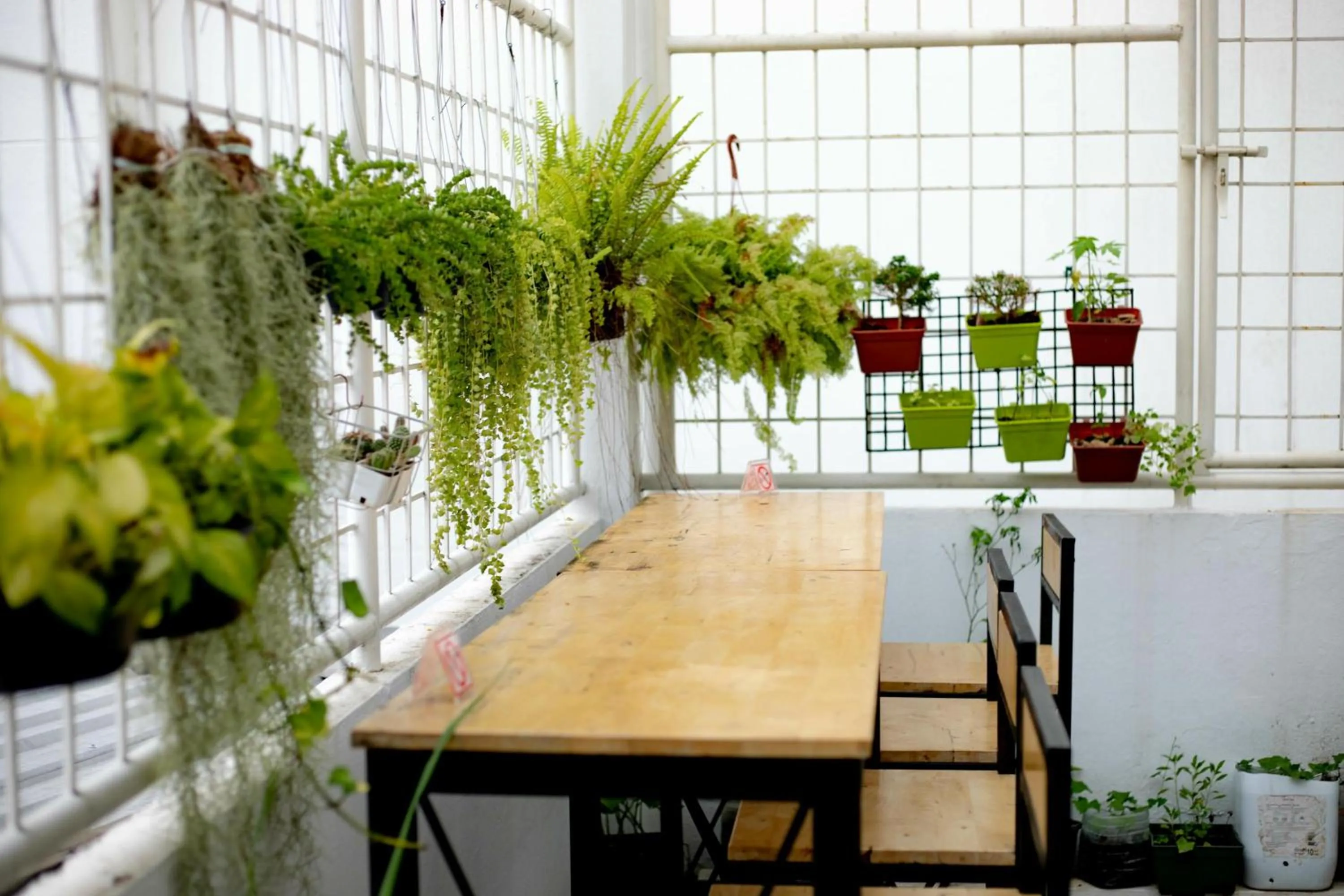 Garden in Tini Kati Hostel