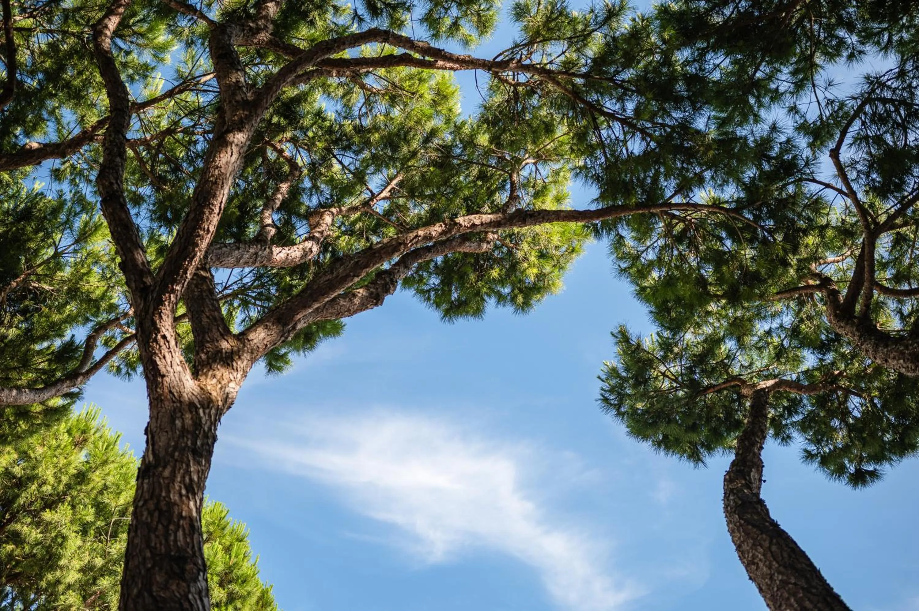 Garden in Park Hotel Maracaibo