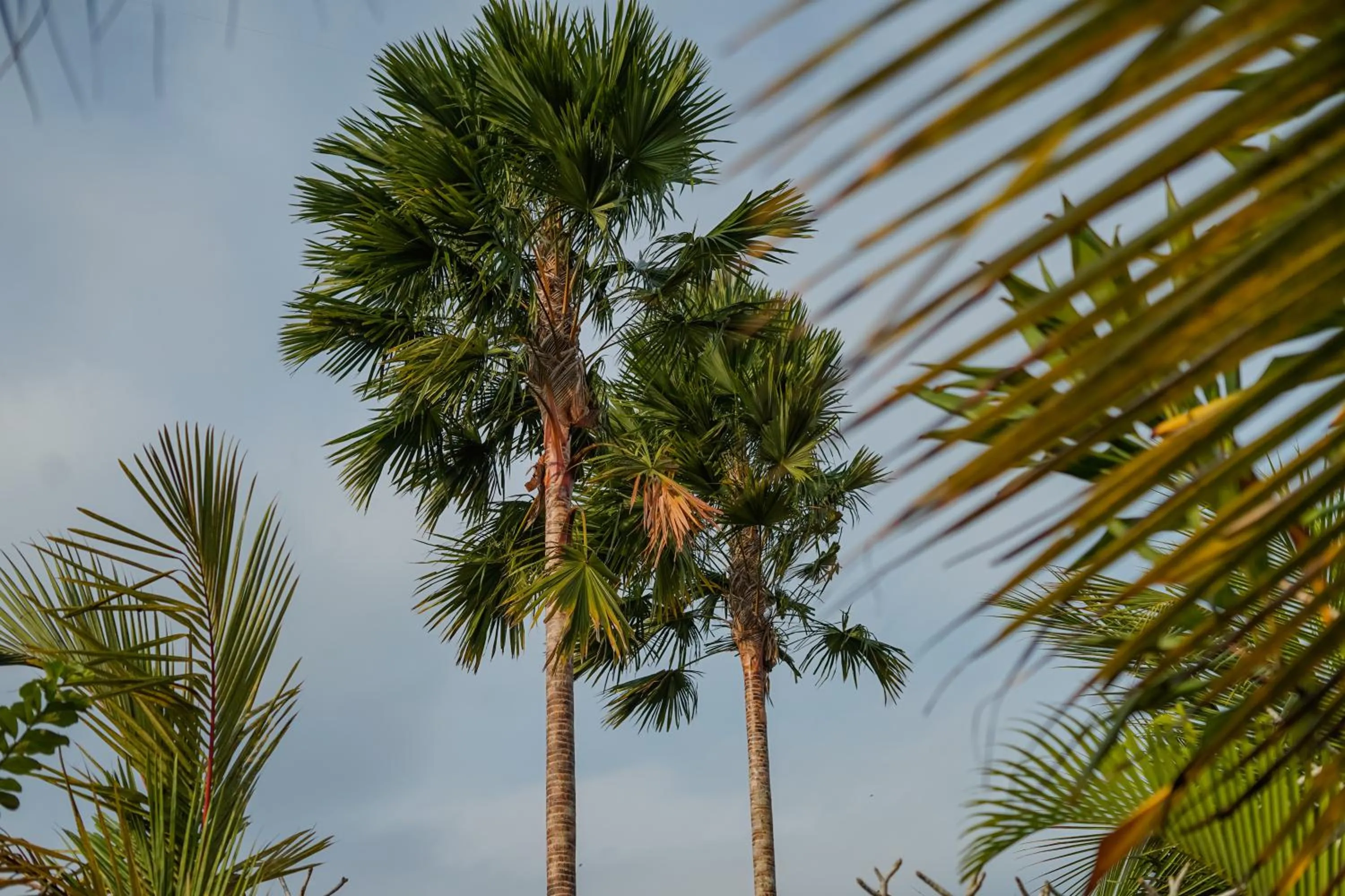 Natural landscape in Villa JJ and Spa Ubud